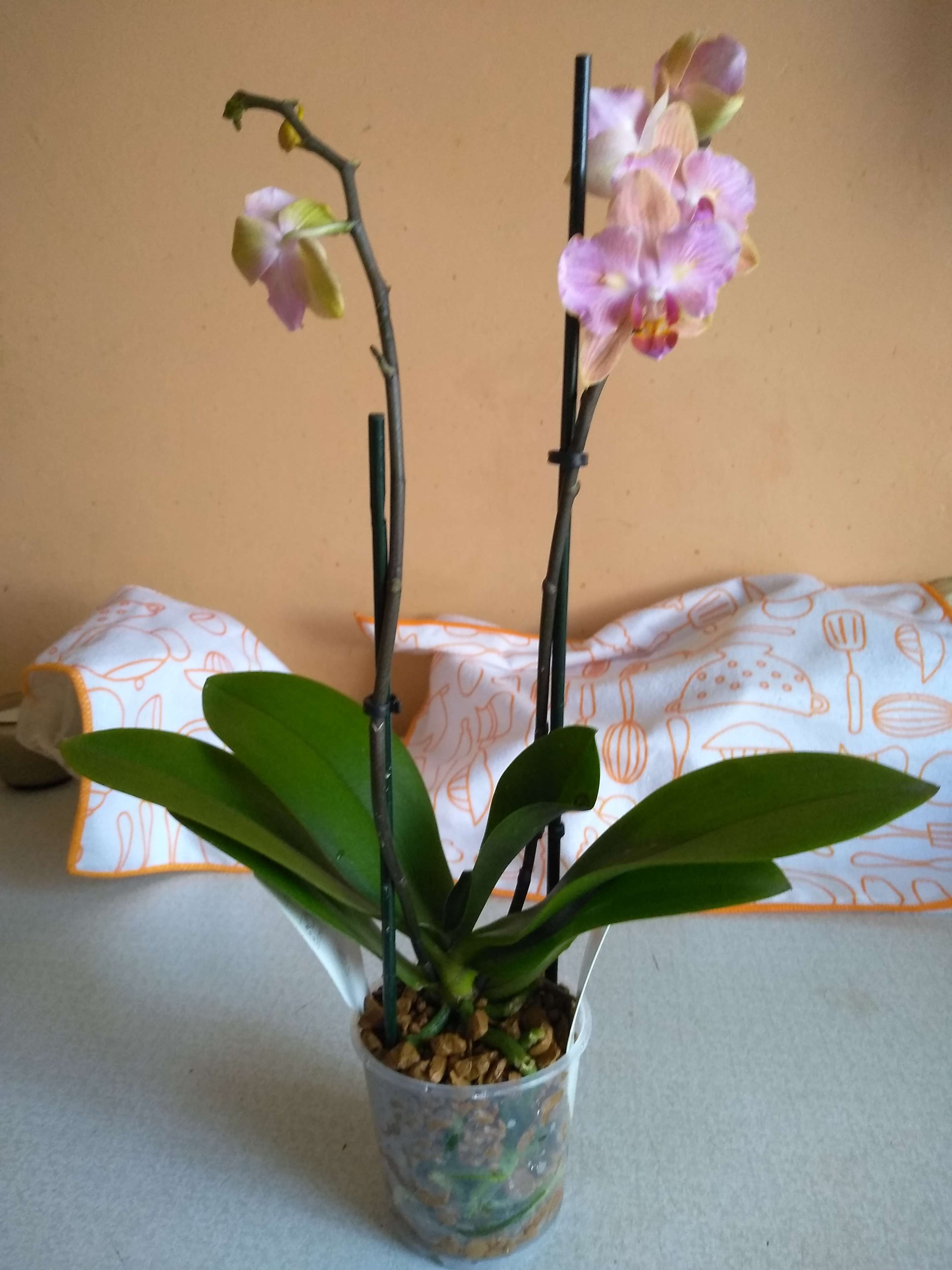 Фотография покупателя товара Субстрат минеральный цеолит, 2.5 л, фракция 3-10 мм, влагосберегающий для орхидей, ZEOFLORA - Фото 9