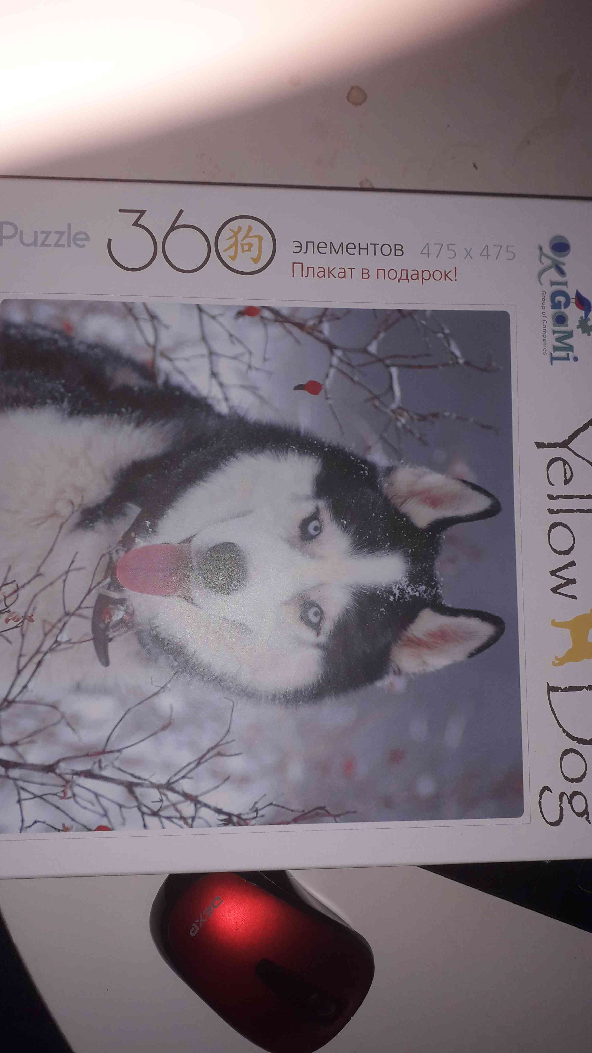 Фотография покупателя товара Пазлы «Сибирский хаски» + плакат, 360 элементов - Фото 1