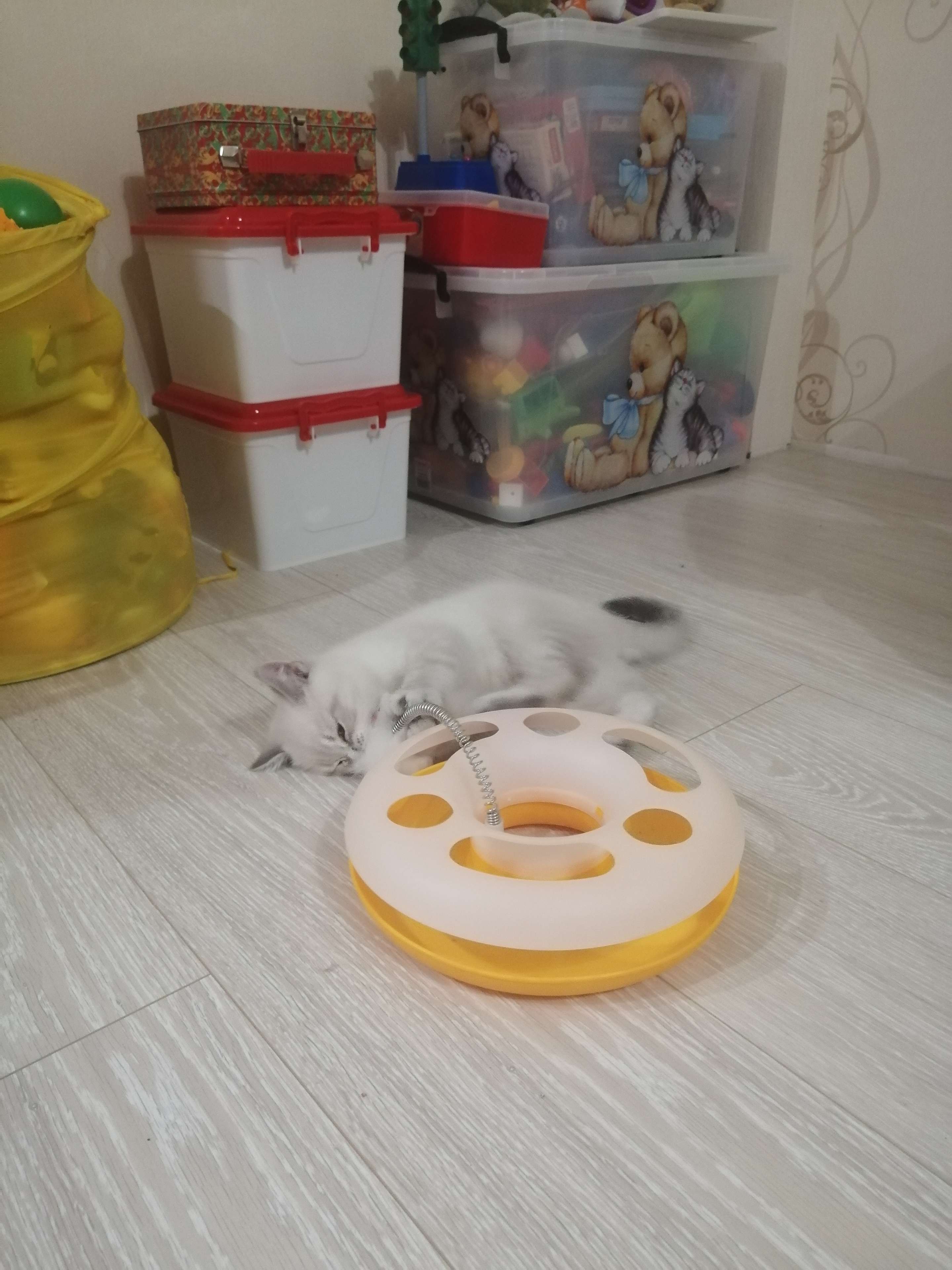 Фотография покупателя товара Игрушка для кошек "Загадочный круг" с дразнилкой и шариком, 24 х 24 х 7 см, микс цветов - Фото 7