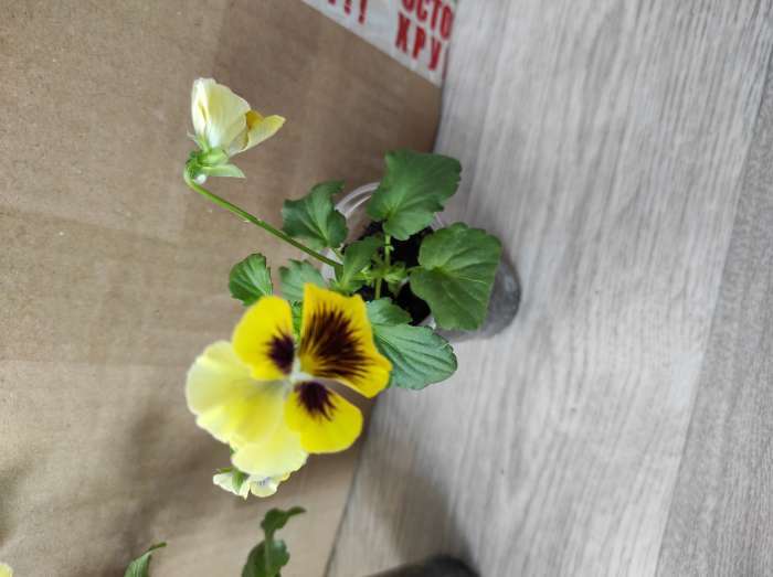 Фотография покупателя товара Семена цветов Виола "Эксклюзивная смесь", 0,1 г - Фото 7