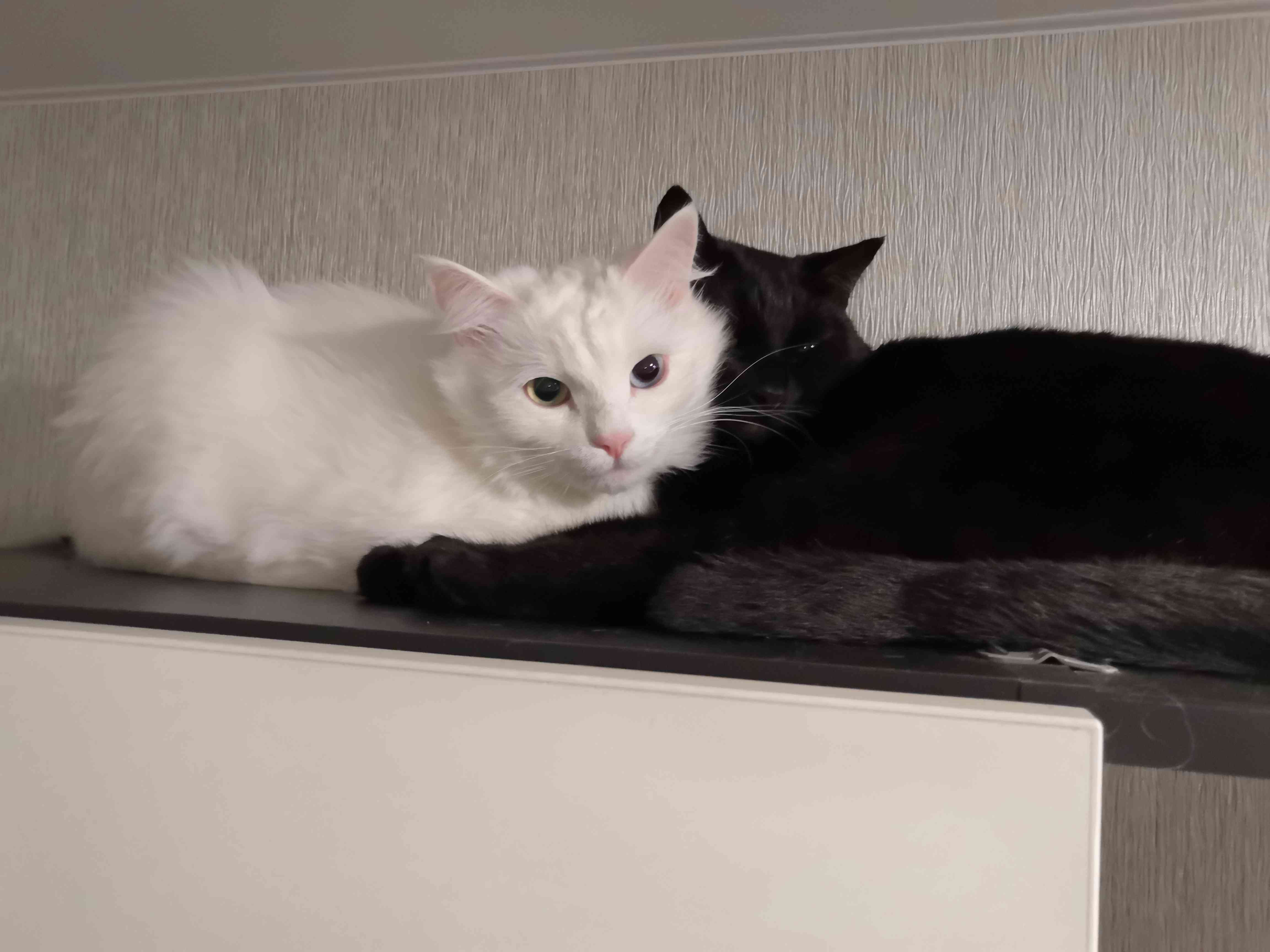 Фотография покупателя товара Полистоун набор кошка с котёнком 15,5 см 9,3 см (набор 2 шт) - Фото 3
