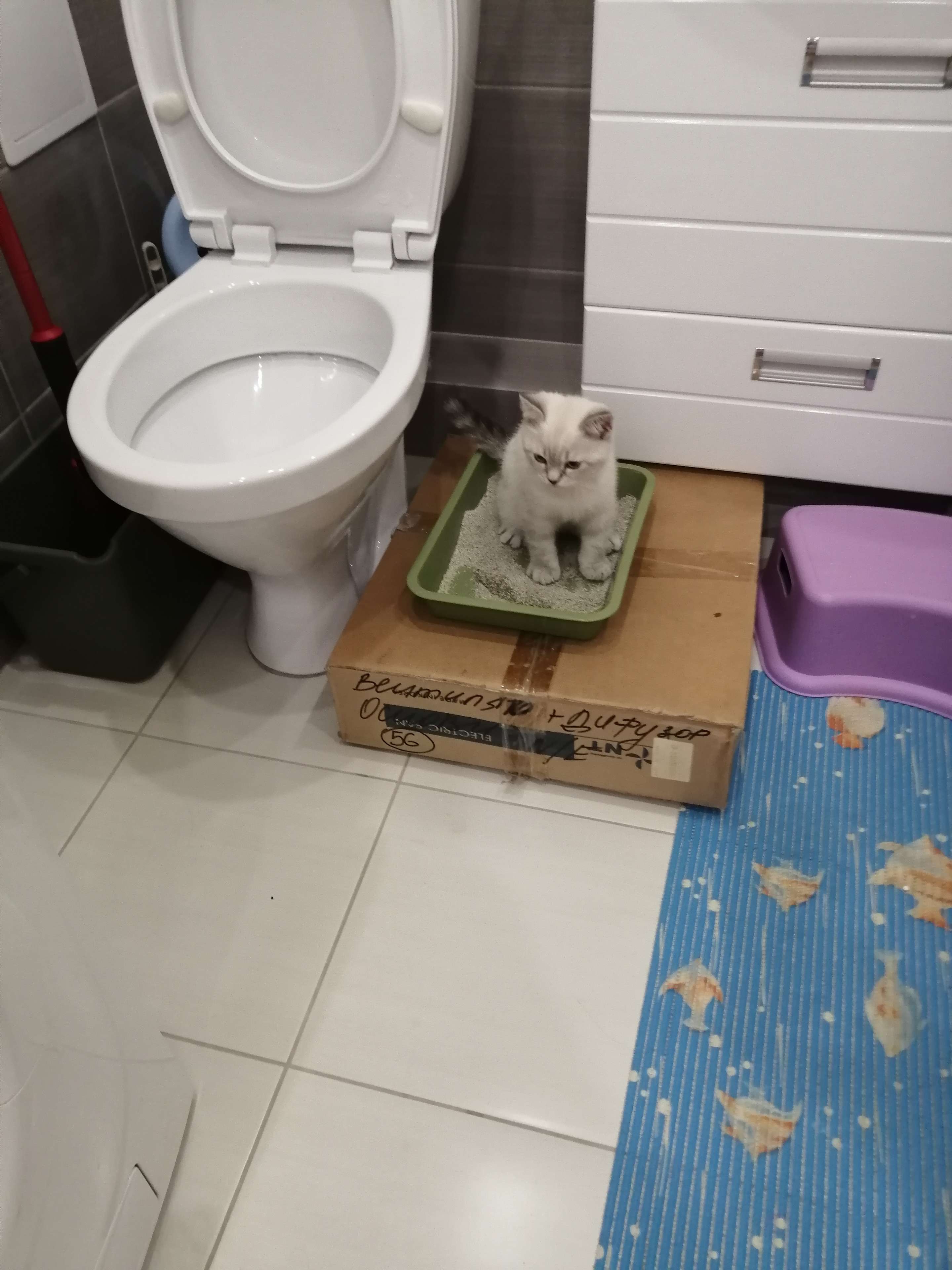 Фотография покупателя товара Туалет для приучения кошек к унитазу 39,2 х 38,7 х 3 см, синий - Фото 31