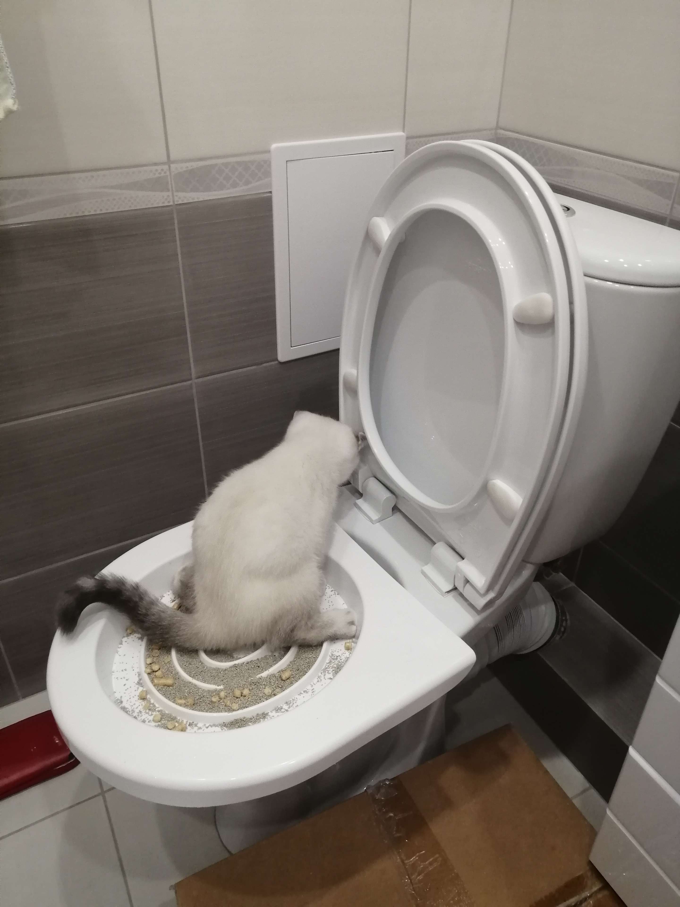 Фотография покупателя товара Туалет для приучения кошек к унитазу 39,2 х 38,7 х 3 см, белый - Фото 28