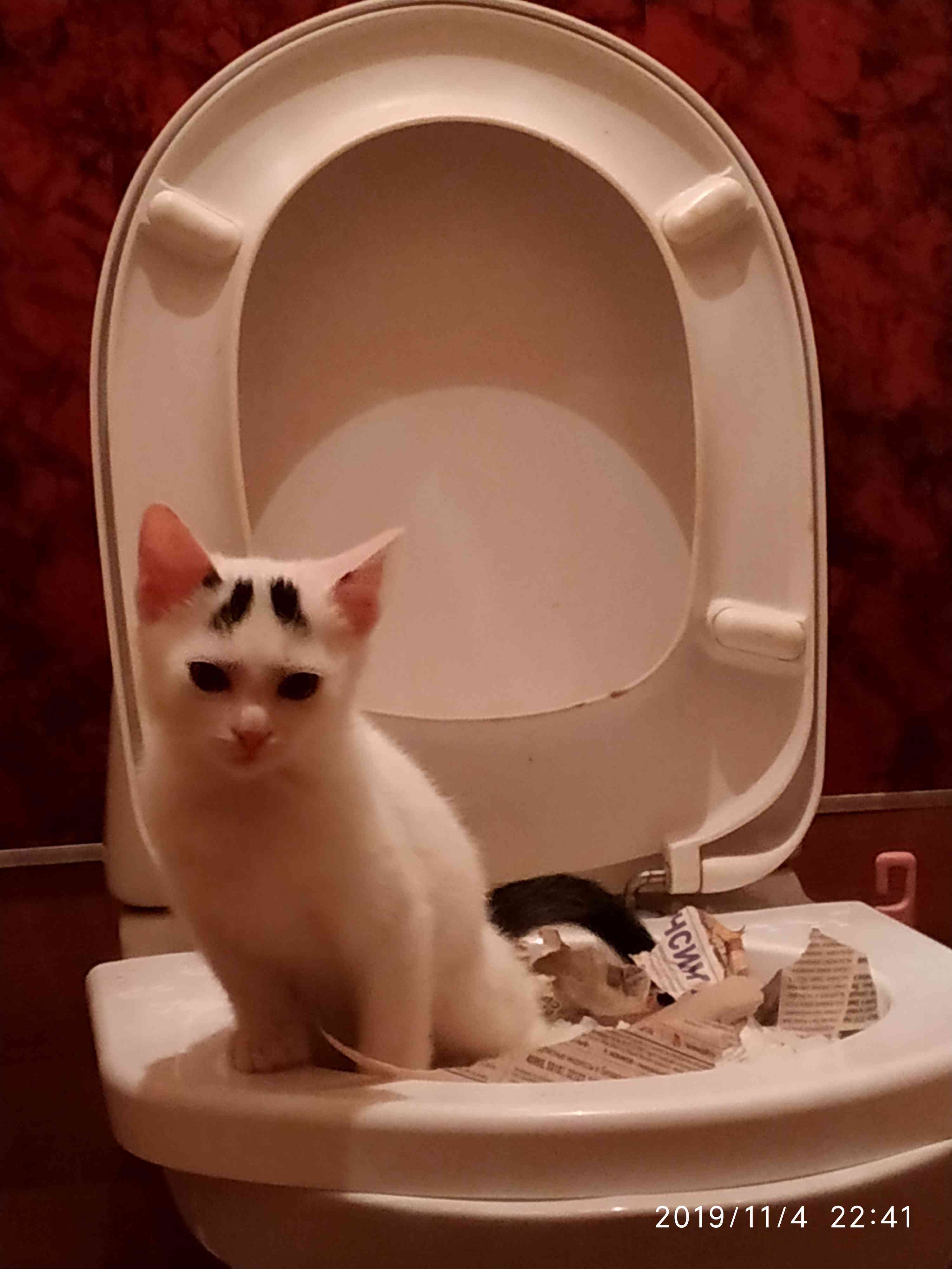 Фотография покупателя товара Туалет для приучения кошек к унитазу 39,2 х 38,7 х 3 см, белый