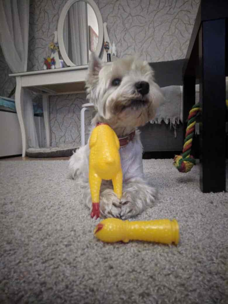 Фотография покупателя товара Игрушка пищащая "Задумчивая курица" для собак, 28 см, жёлтая - Фото 25