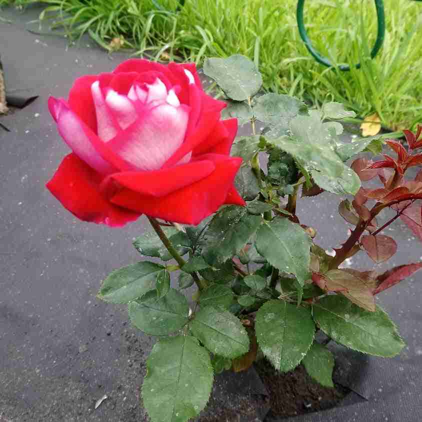Фотография покупателя товара Саженец розы Николь, 1шт , Весна 2021 - Фото 1