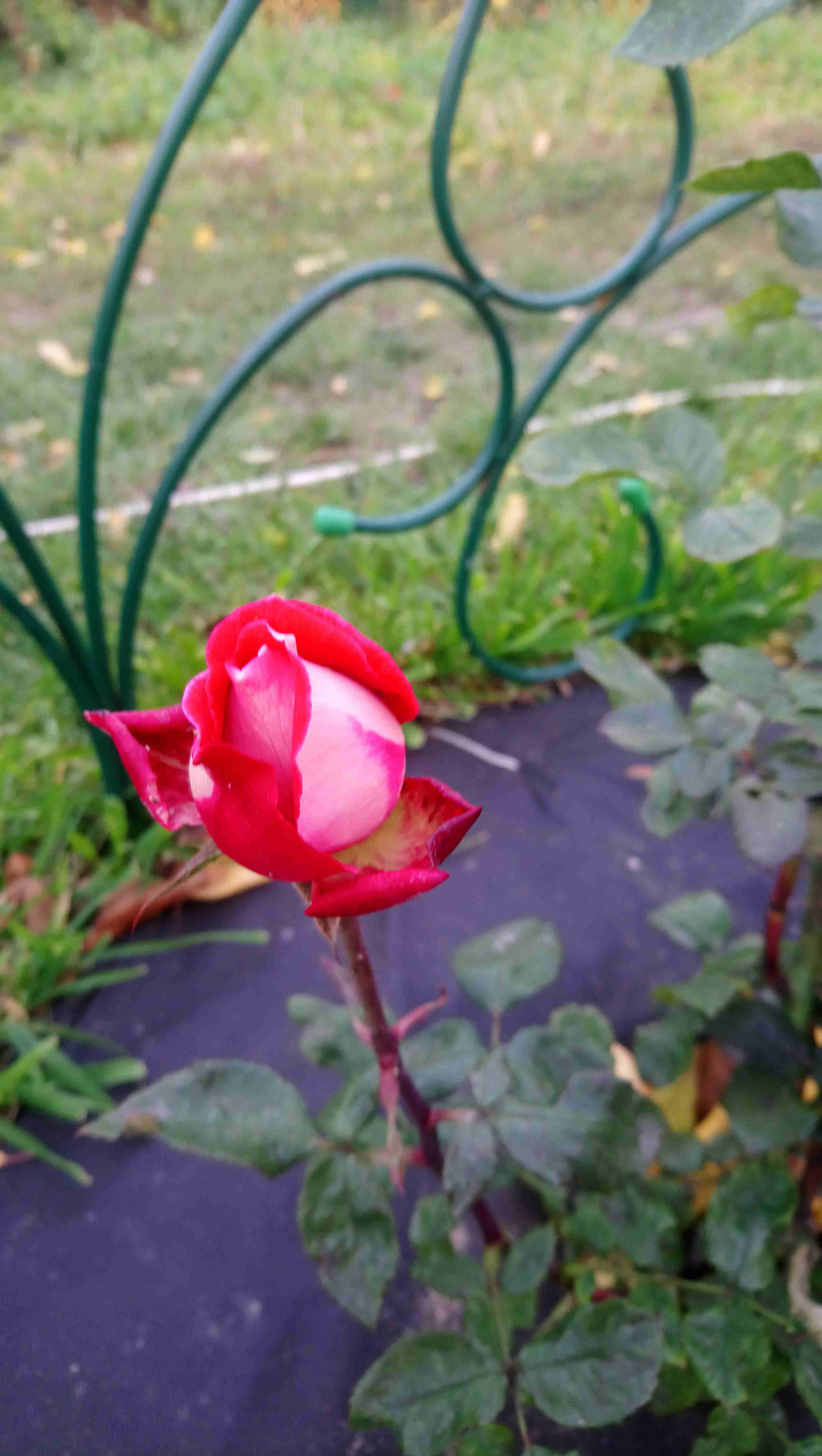 Фотография покупателя товара Саженец розы Николь, 1шт , Весна 2021 - Фото 2
