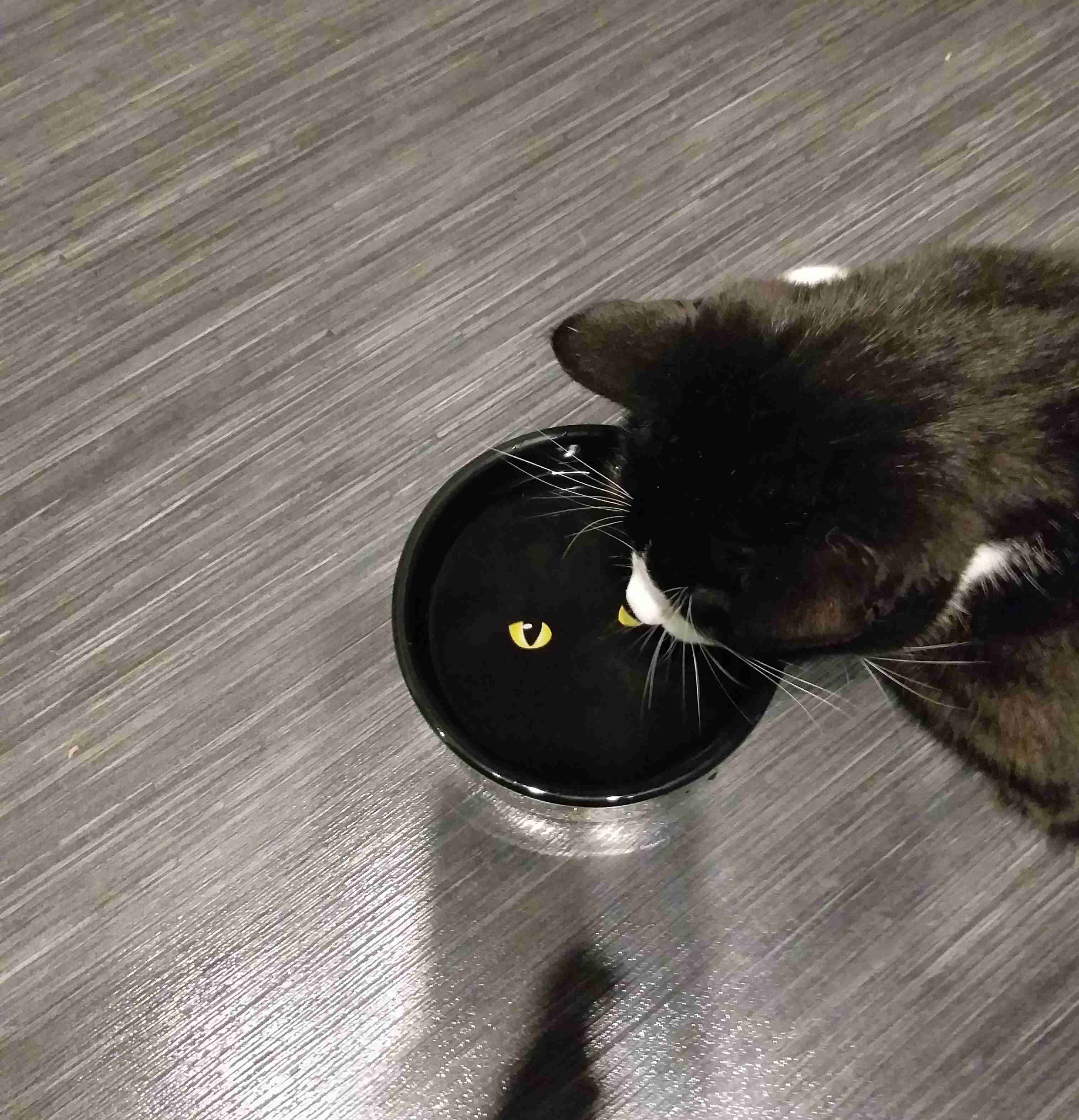 Фотография покупателя товара Миска керамическая "Черный кот" 300 мл  12,5 х 4,5 см, черно-оранжевая