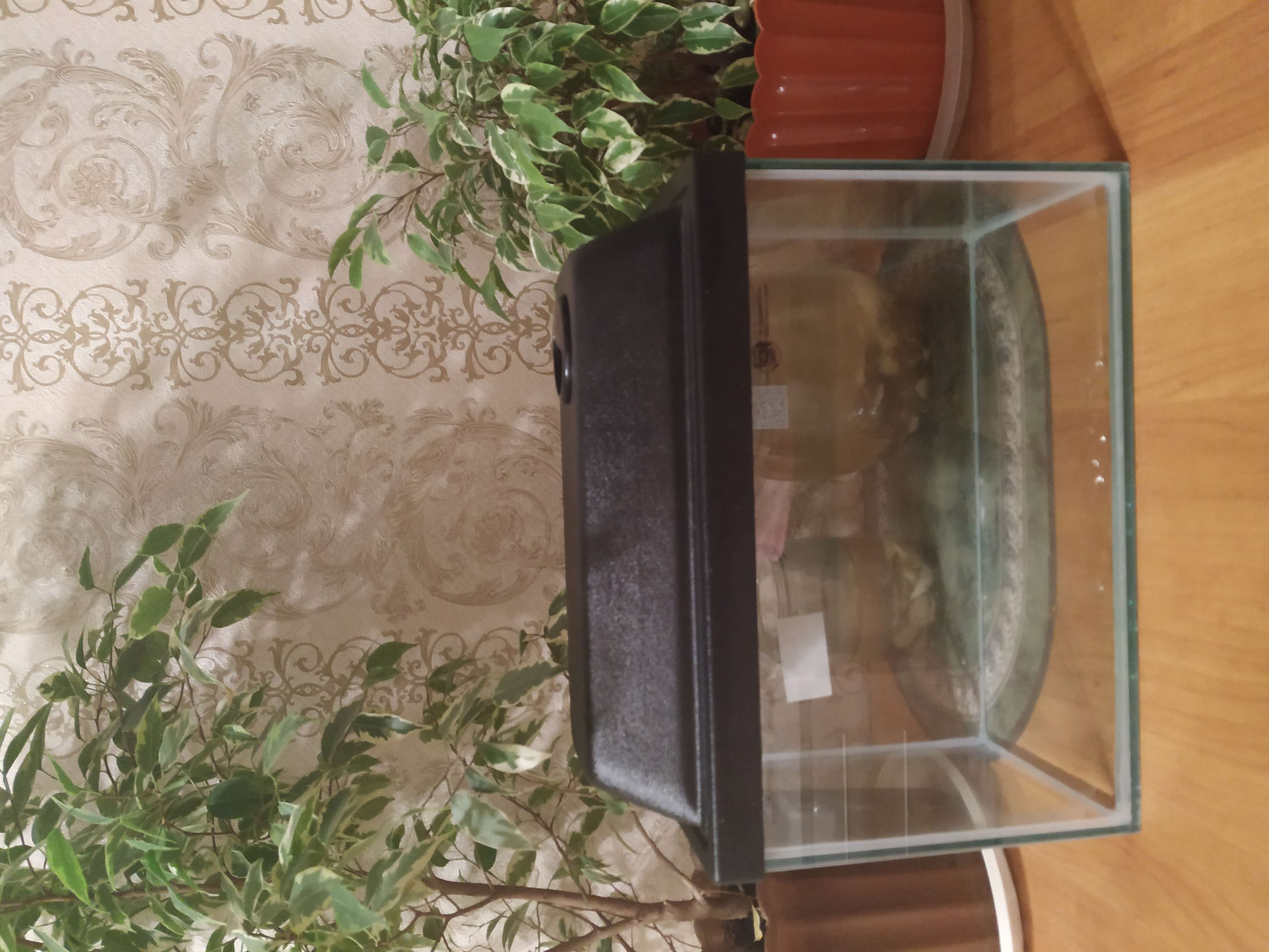 Фотография покупателя товара Аквариум "Прямоугольный" с крышкой, 10 литров, 32 x 15 x 21/26 см, чёрный - Фото 4