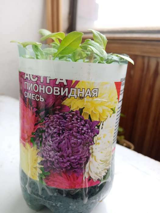 Фотография покупателя товара Семена цветов Астра пионовидная, смесь, 0.2 г - Фото 5