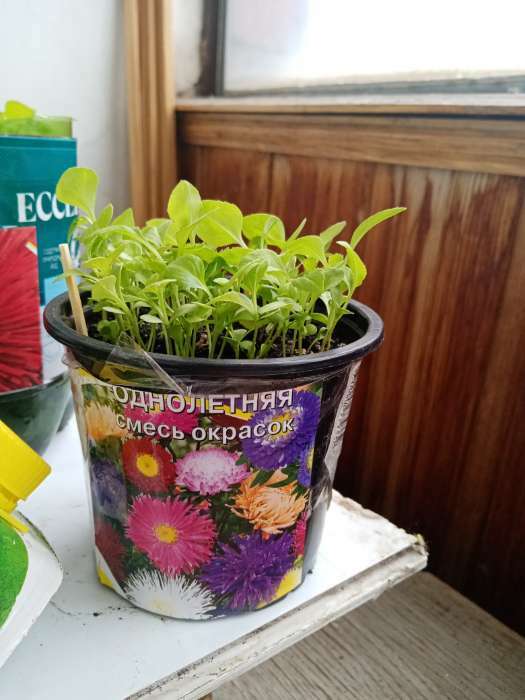 Фотография покупателя товара Семена цветов Астра  однолетняя смесь окрасок, 0,2 г - Фото 1