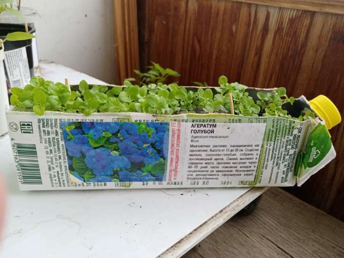 Фотография покупателя товара Семена цветов Агератум голубой, О, 0,1 г - Фото 3