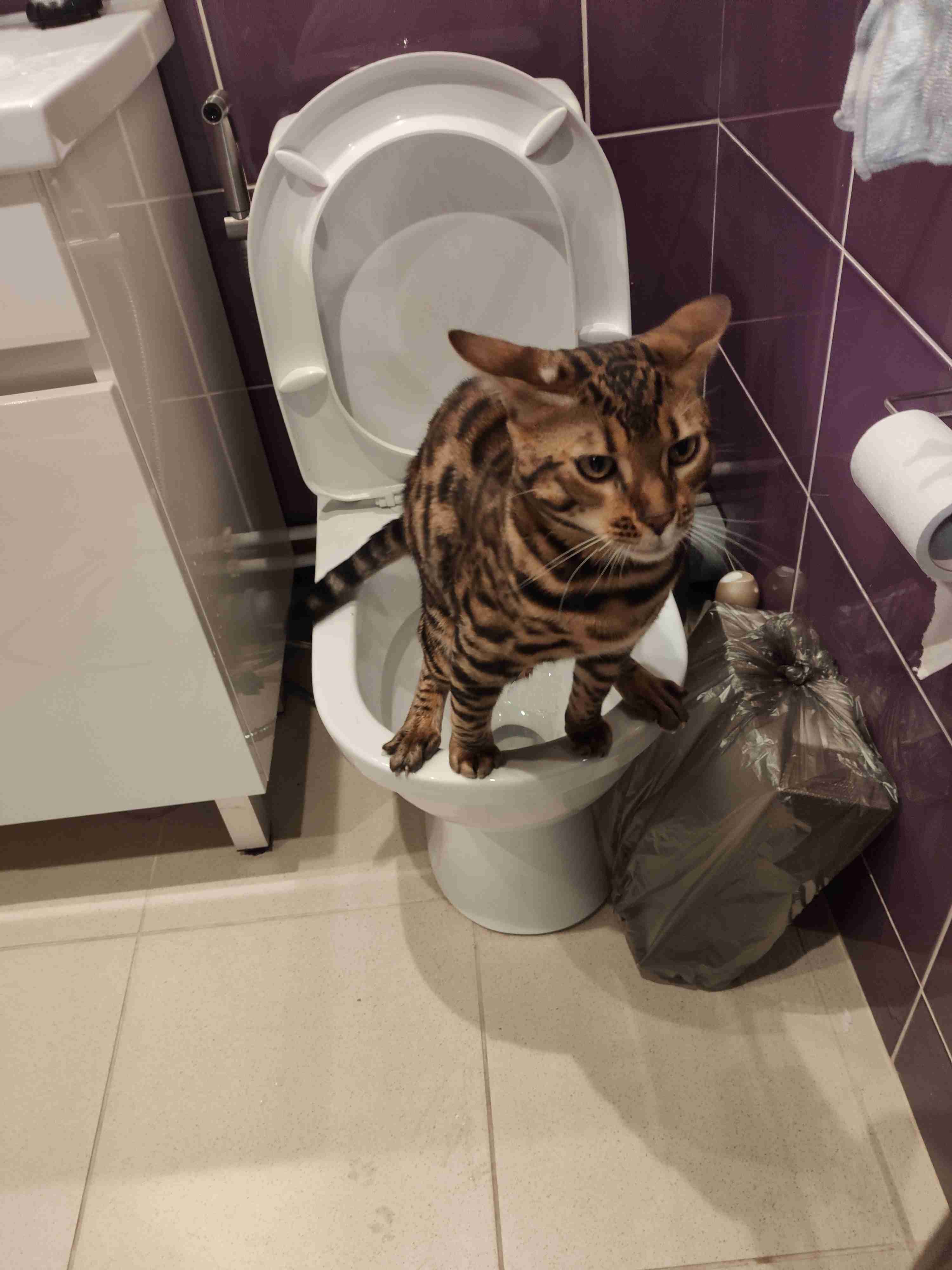 Фотография покупателя товара Туалет для приучения кошек к унитазу 39,2 х 38,7 х 3 см, белый - Фото 28