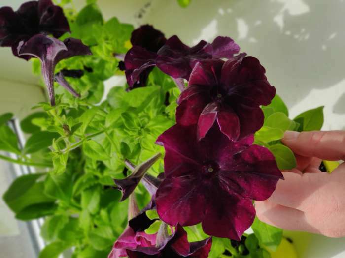 Фотография покупателя товара Семена цветов Петуния крупноцветковая "Пиковая дама" F1 - Фото 2