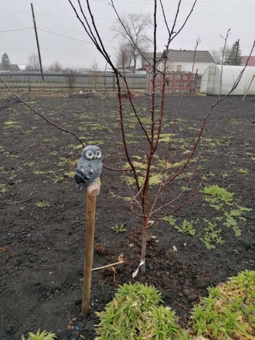 Фотография покупателя товара Подвесной декор "Сова на ветке" 10х14х21см, МИКС серый - Фото 1