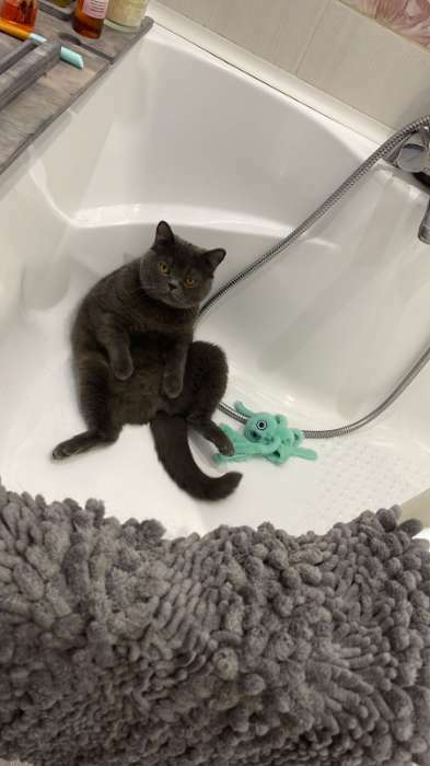 Фотография покупателя товара Игрушка для кошек "Осьминожек" из искусственного меха , до 19 см, мятная - Фото 1