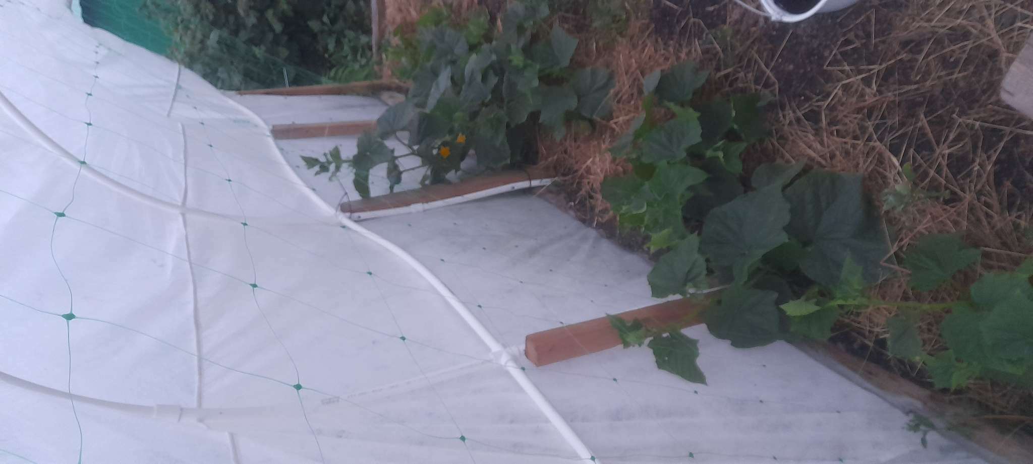 Фотография покупателя товара Сетка садовая, шпалерная, 10 × 2 м, ячейка 15 × 15 см, Greengo - Фото 1