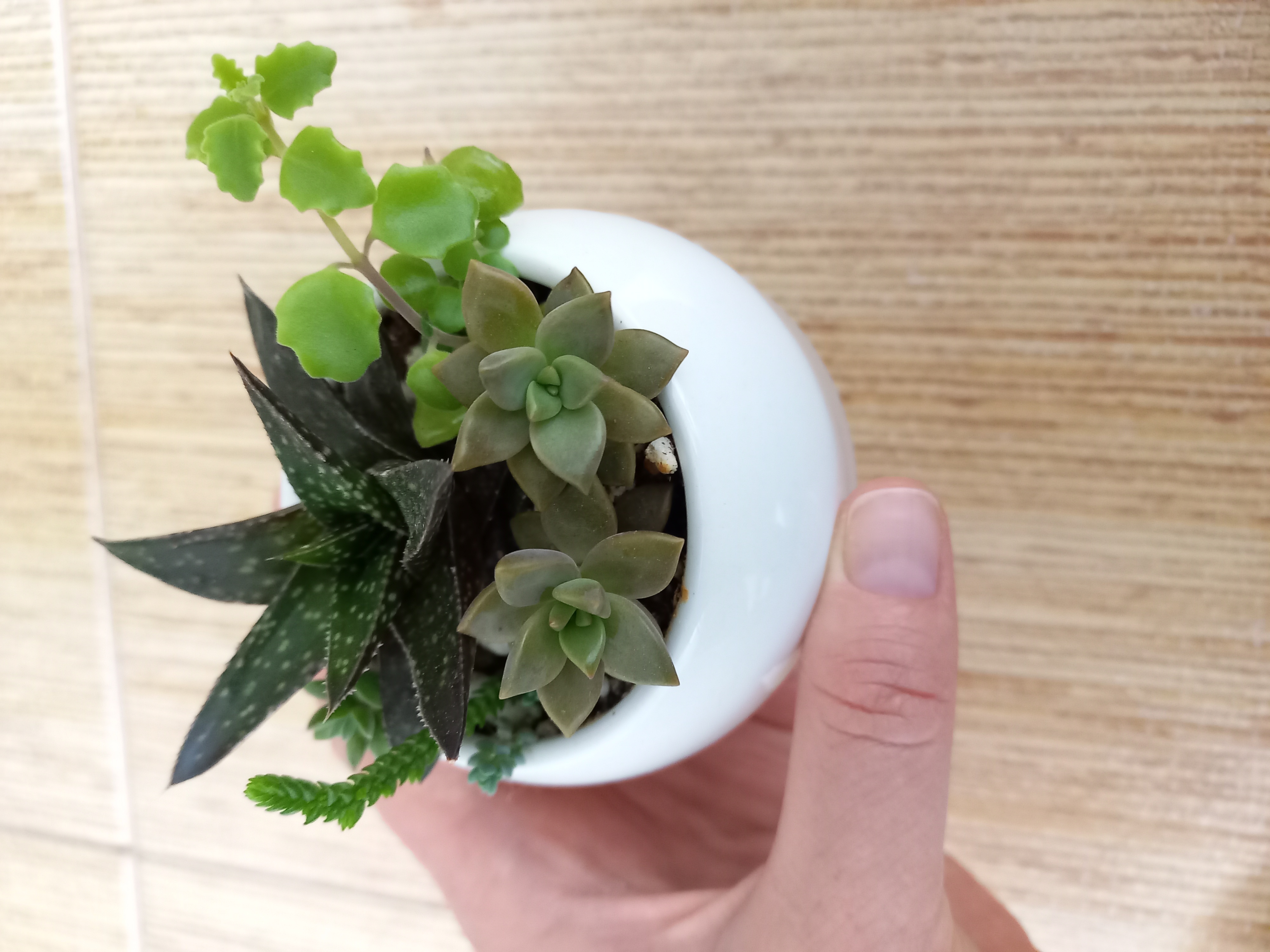 Фотография покупателя товара Горшок для цветов «Лайт бонсай», 150 мл, d=7.5 см, h=4.3 см, керамический, белый - Фото 16