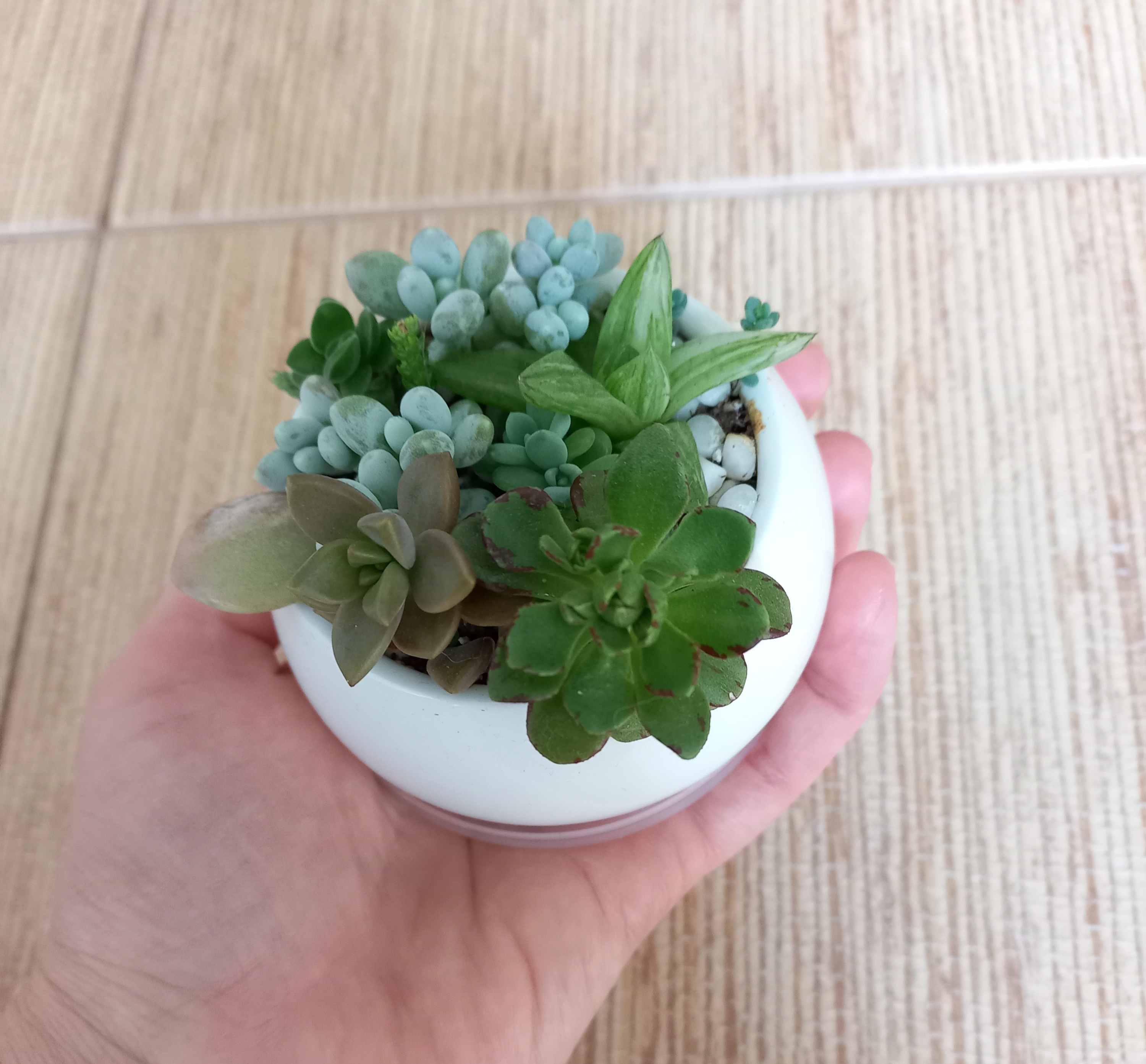 Фотография покупателя товара Горшок для цветов «Лайт бонсай», 150 мл, d=7.5 см, h=4.3 см, керамический, белый - Фото 15