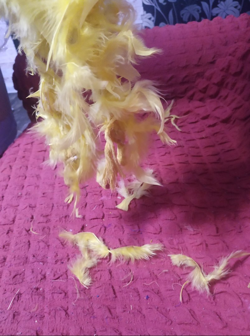 Фотография покупателя товара Карнавальный шарф-перо, 180 см, цвет жёлтый