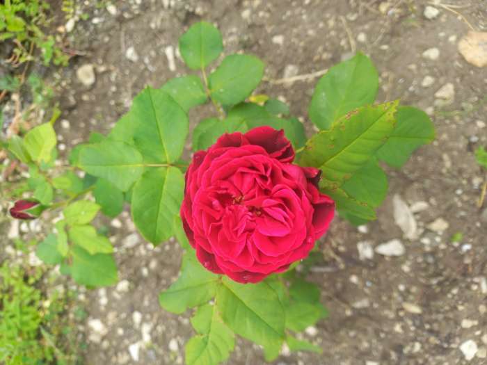 Фотография покупателя товара Саженец розы Фиолетовая мечта Весна 2024, 1 шт. - Фото 1
