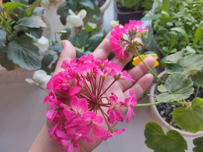 Фотография покупателя товара Семена комнатных цветов Пеларгония "Рафаэлла", F1, 5 шт.