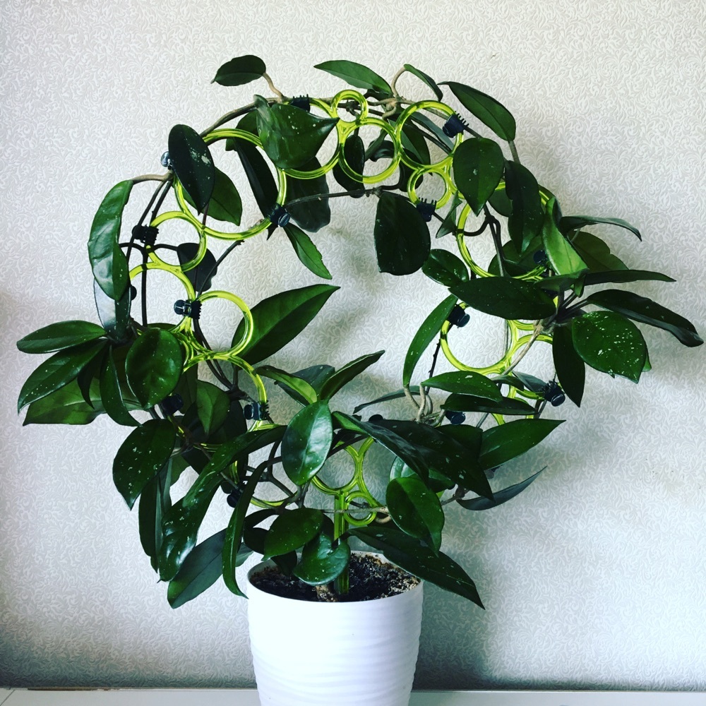Фотография покупателя товара Диадема-поддержка для растений, 45 см, цвет зелёный - Фото 2