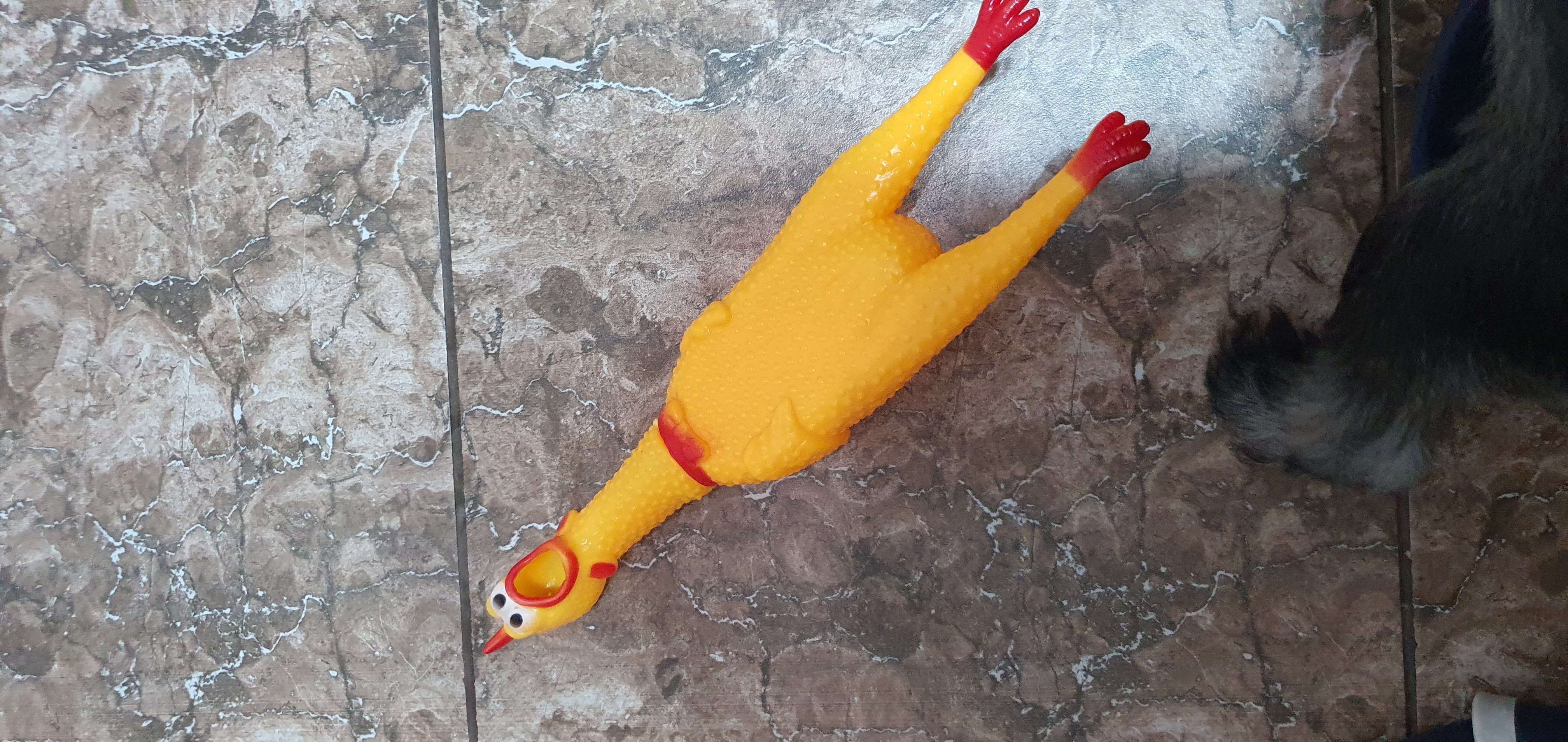 Фотография покупателя товара Игрушка пищащая "Задумчивая курица" для собак, 28 см, жёлтая - Фото 5