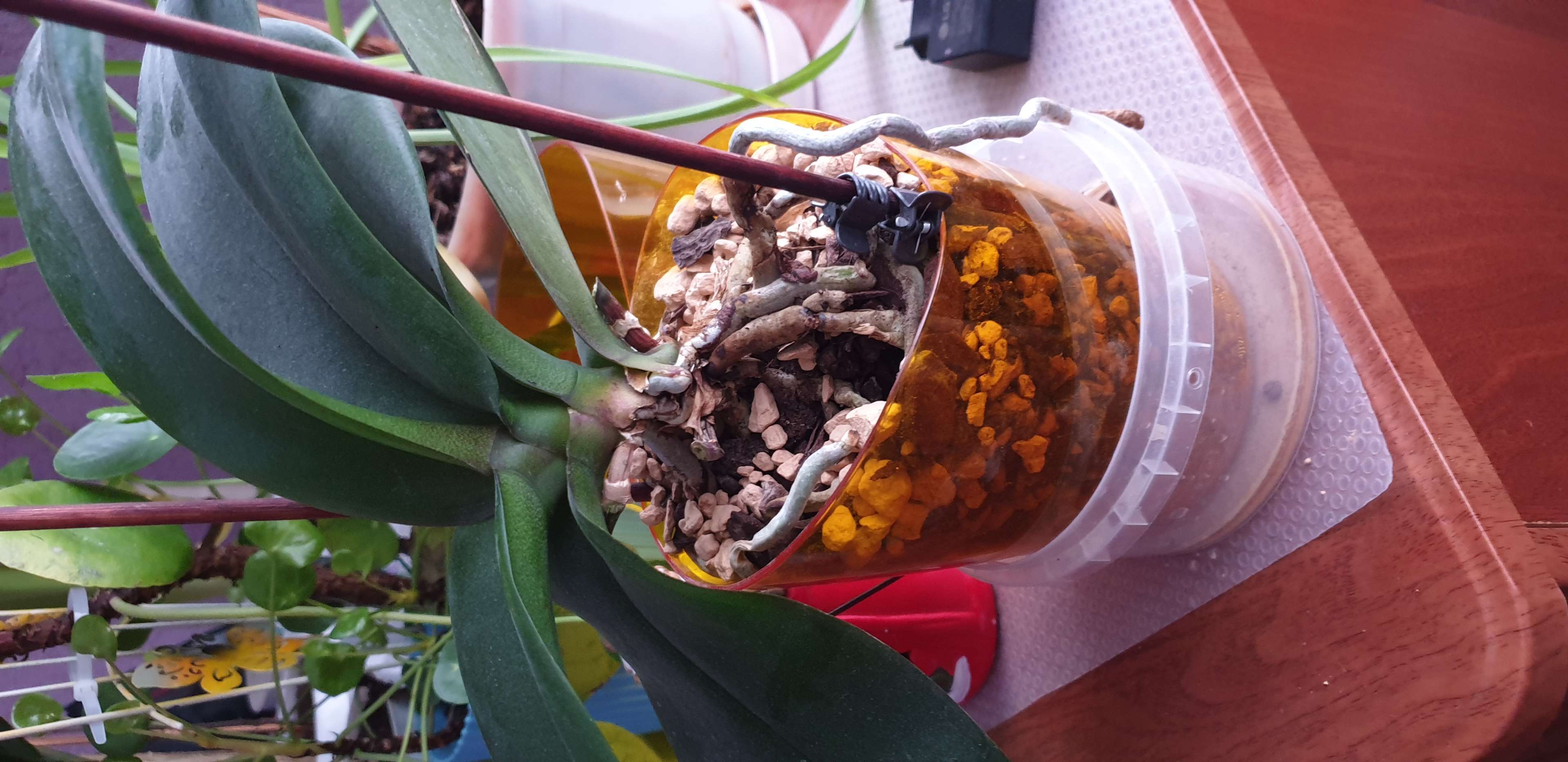 Фотография покупателя товара Кашпо для орхидей Mia, 800 мл, цвет оранжевый - Фото 1