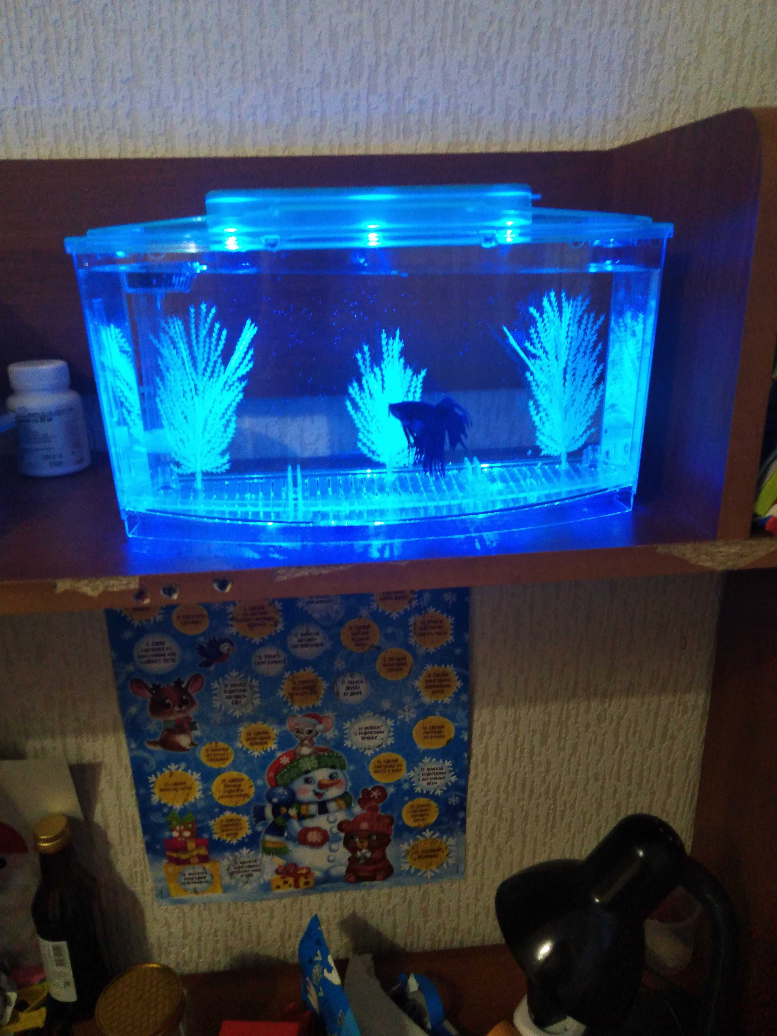 Фотография покупателя товара Аквариумный набор трехсекционный, с подсветкой LED, 2,55 л, голубой - Фото 1