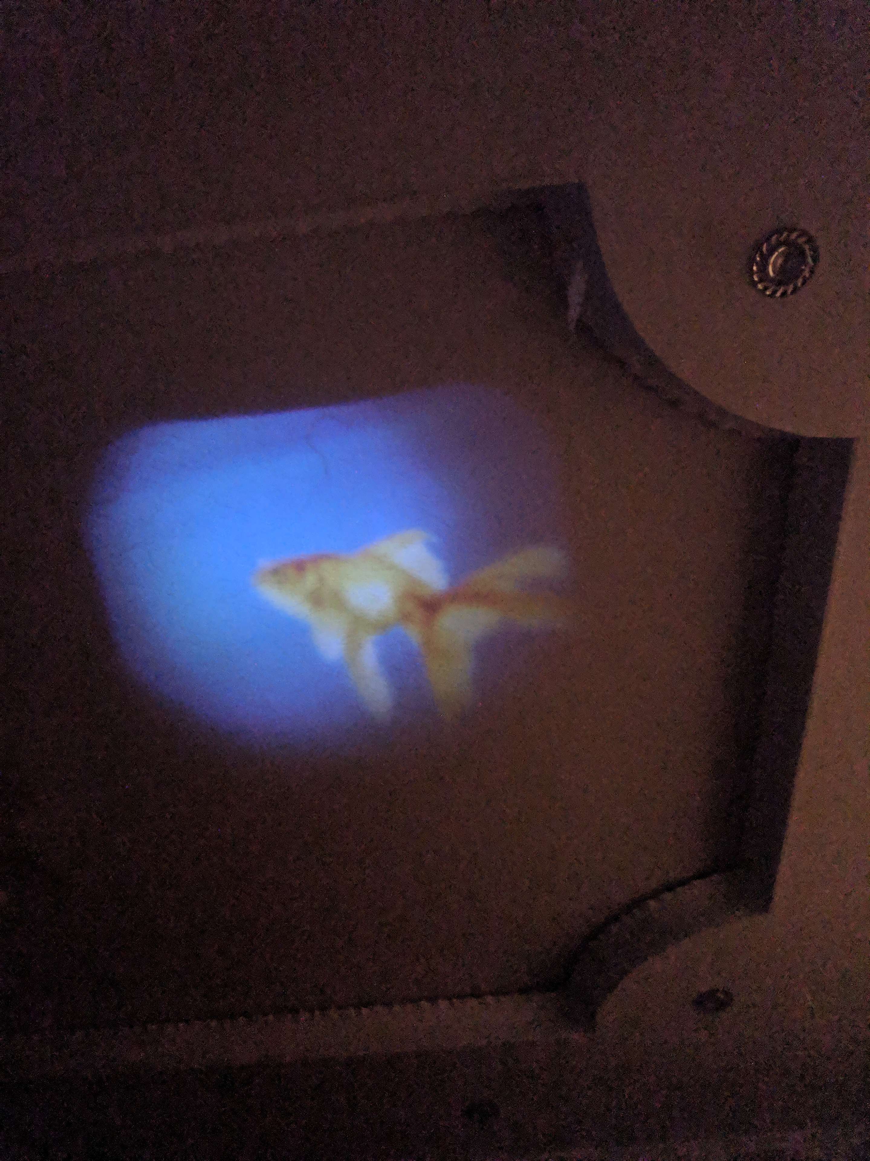 Фотография покупателя товара Проектор-фонарик «Тайны океана», свет