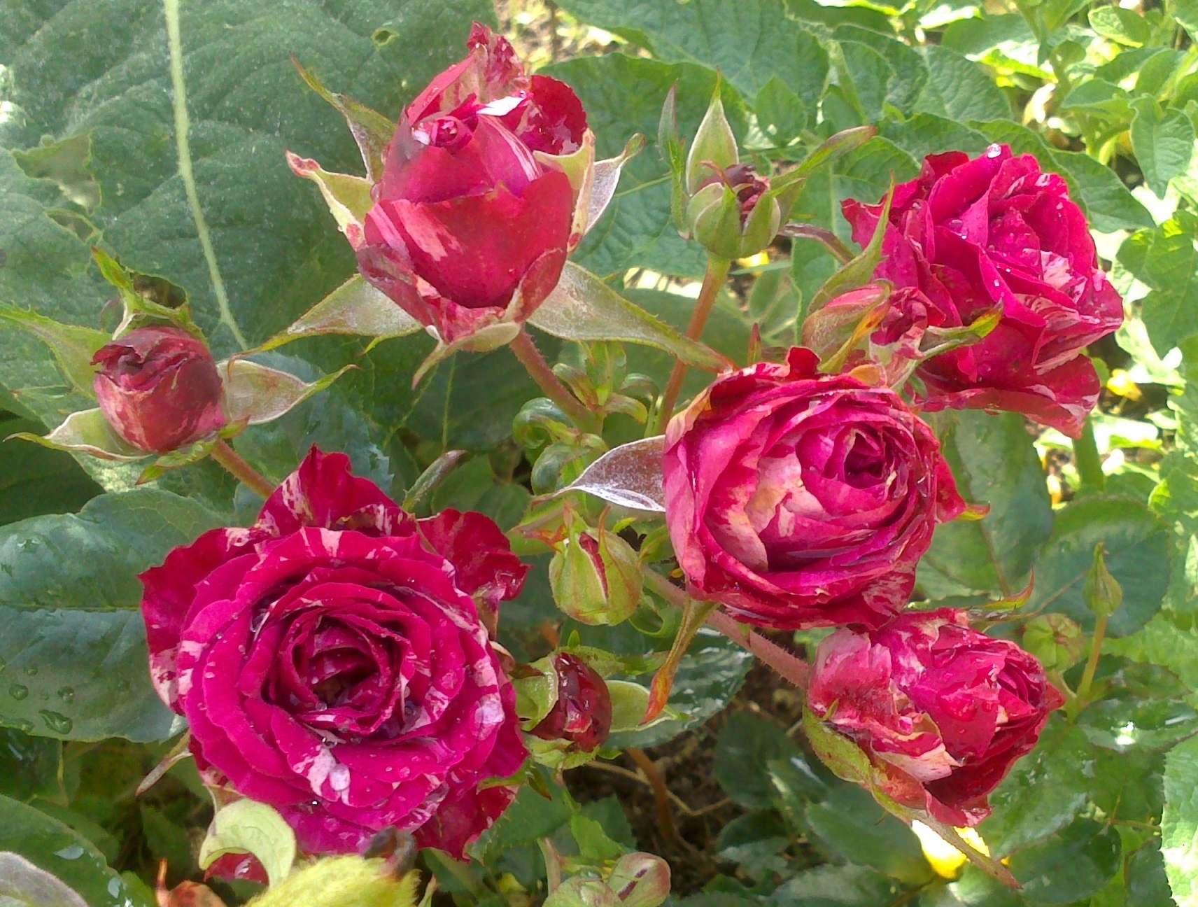 Фотография покупателя товара Саженец розы Папл Тайджер, Весна 2024, 1 шт. - Фото 10