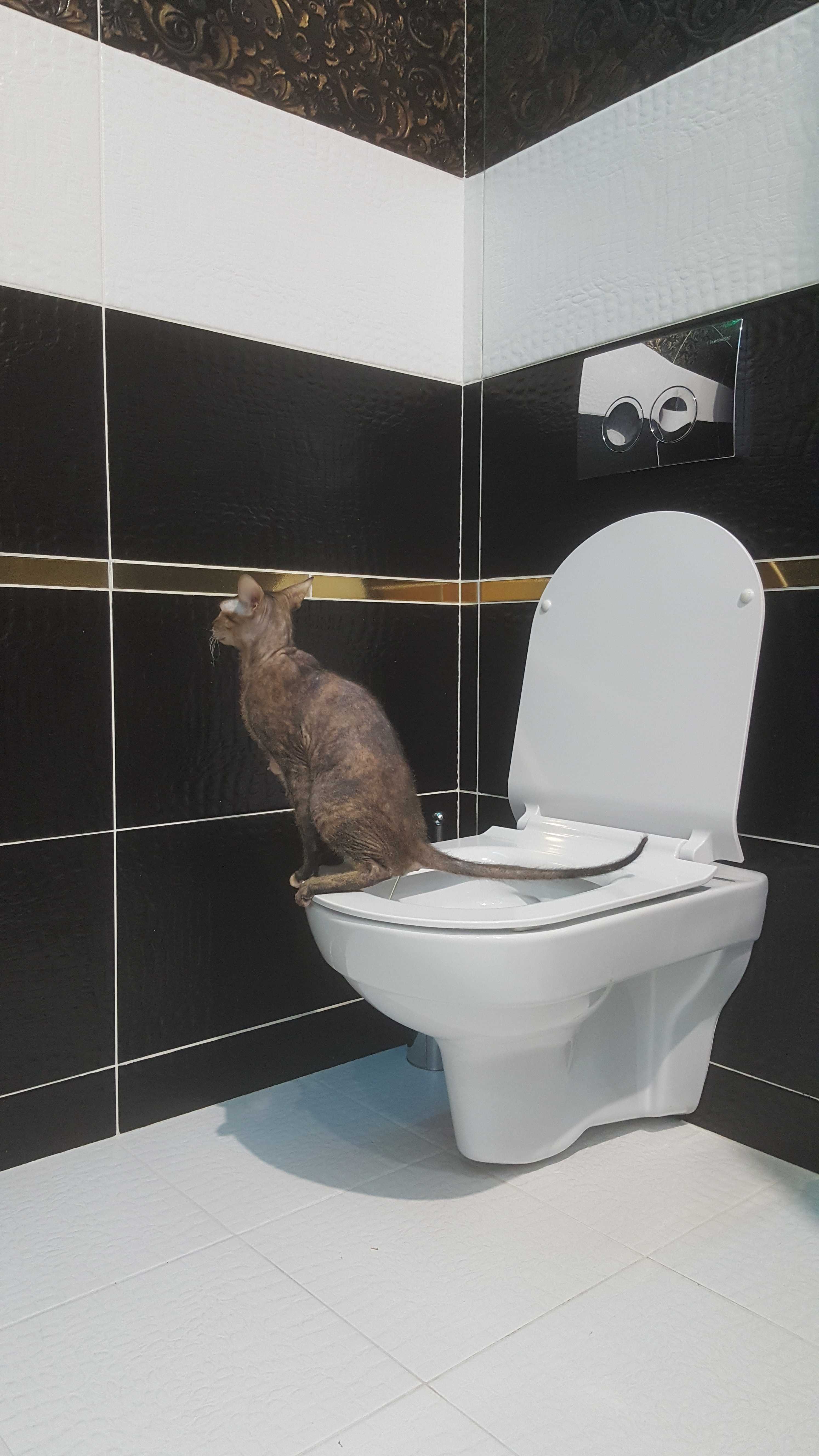 Фотография покупателя товара Туалет для приучения кошек к унитазу 39,2 х 38,7 х 3 см, синий - Фото 26