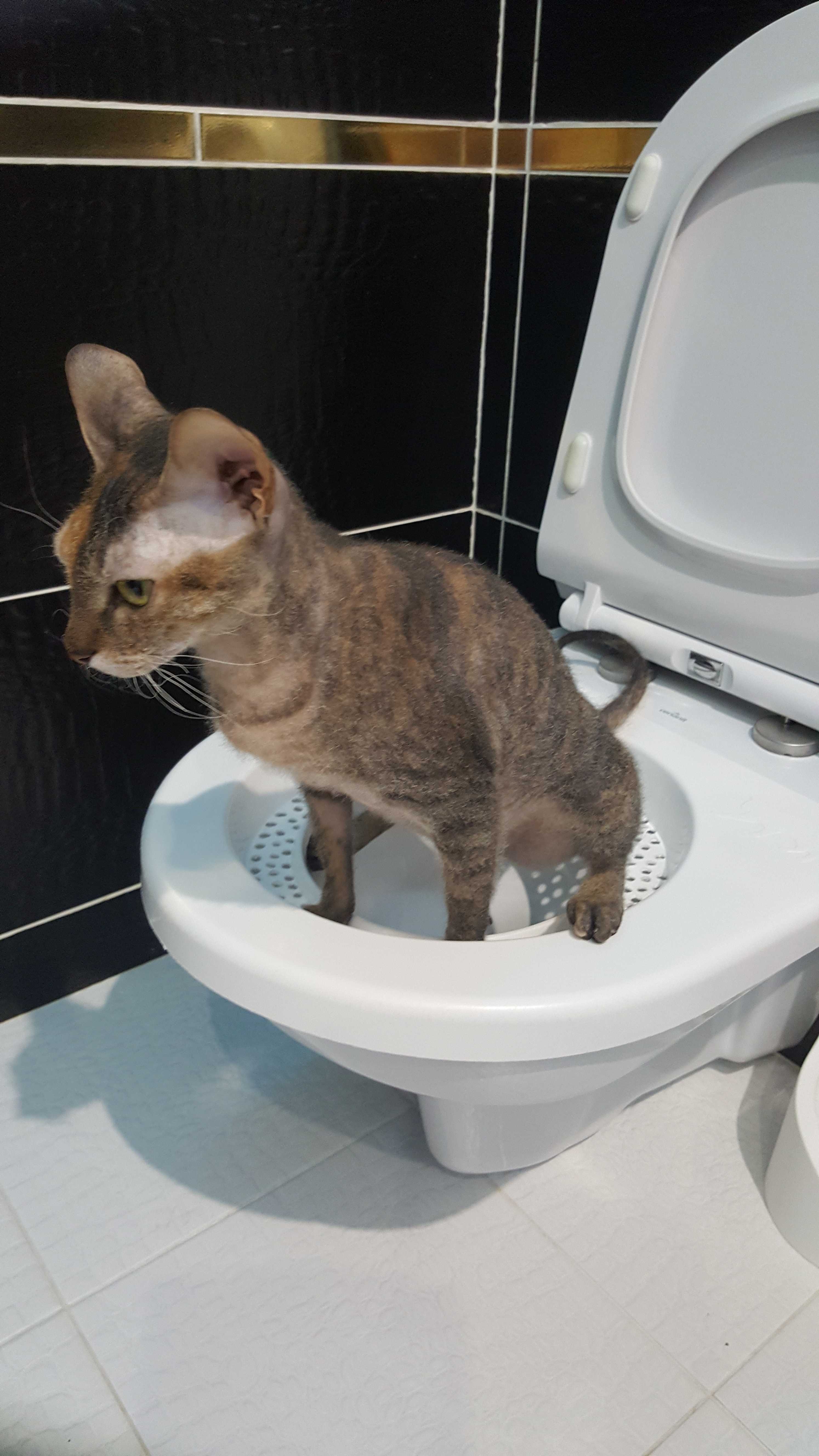 Фотография покупателя товара Туалет для приучения кошек к унитазу 39,2 х 38,7 х 3 см, белый - Фото 23