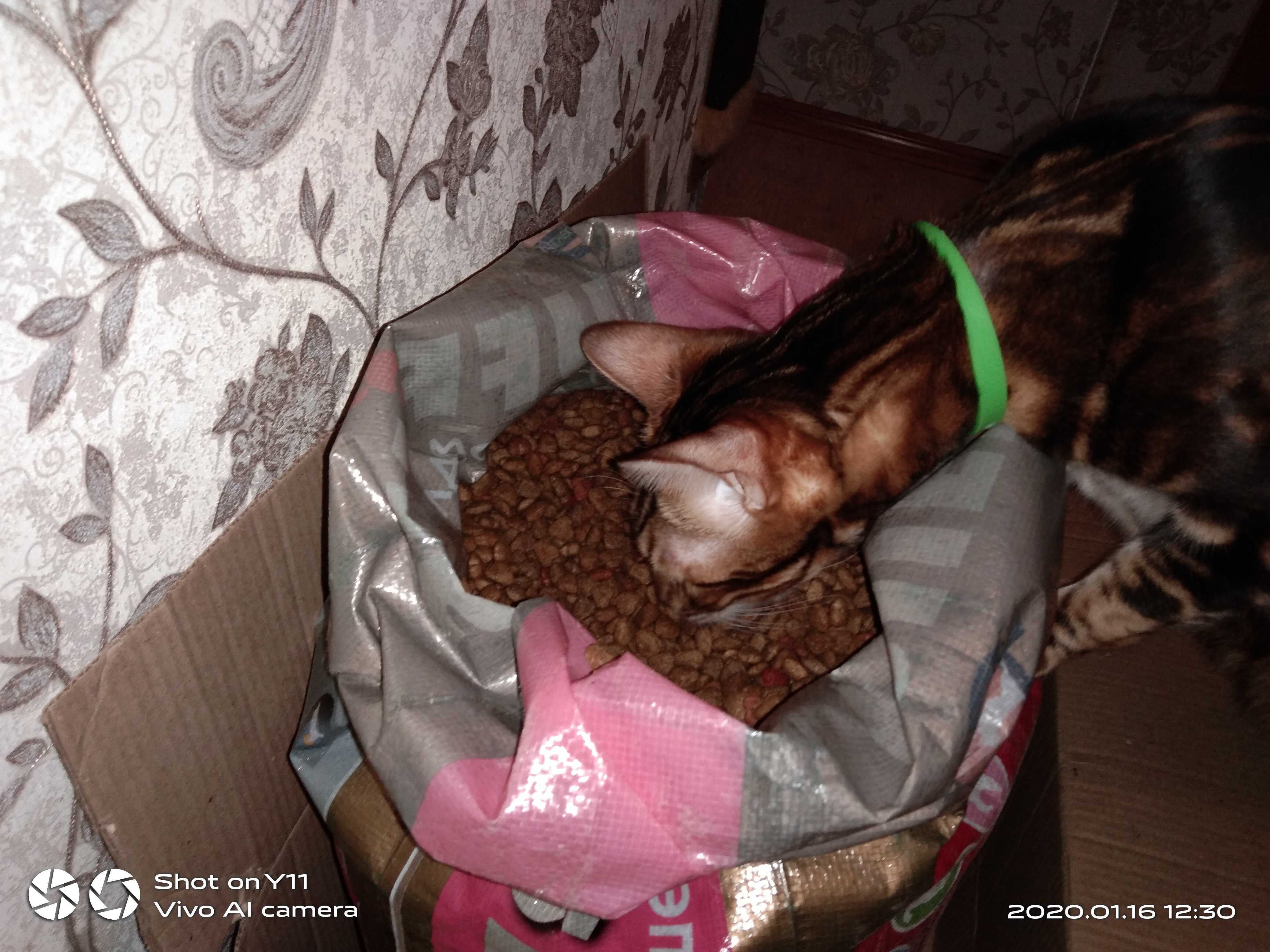 Фотография покупателя товара Сухой корм для кошек "Puffins" Мясное жаркое 10 кг - Фото 2