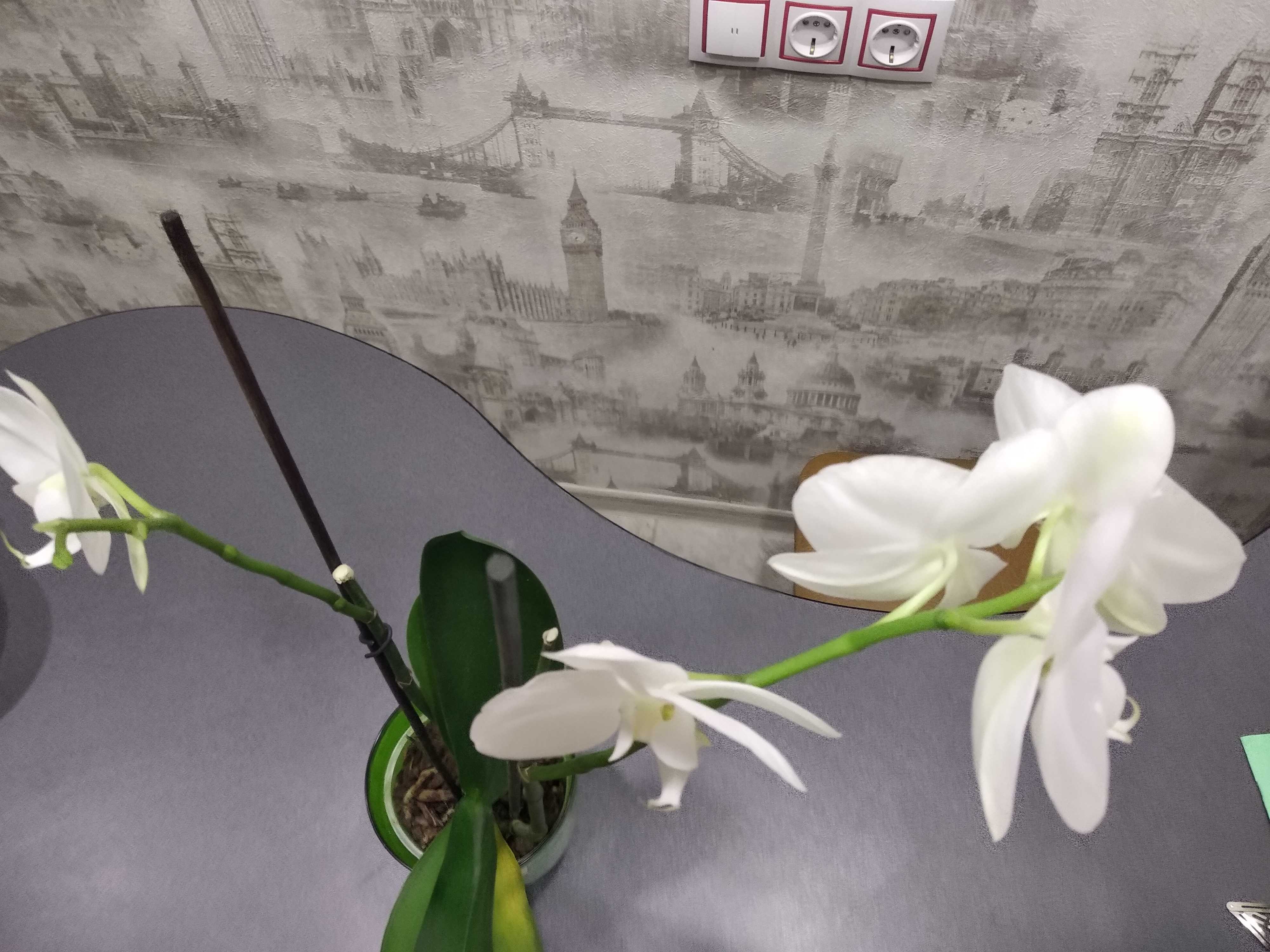 Фотография покупателя товара Эликсир для орхидей JOY  Экстра цветение ампула, 10 мл. х 2 шт - Фото 20