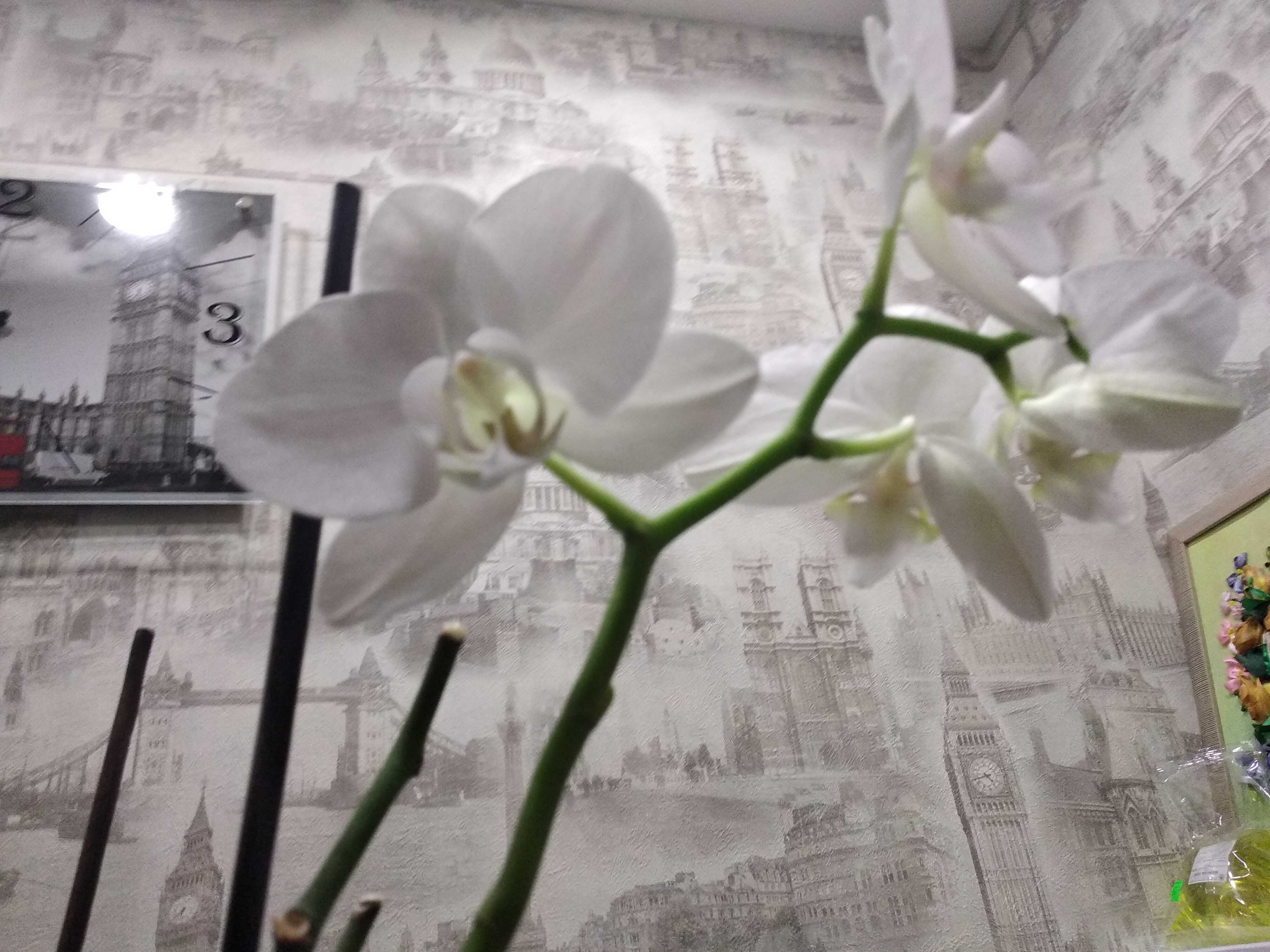 Фотография покупателя товара Эликсир для орхидей JOY  Экстра цветение ампула, 10 мл. х 2 шт - Фото 19