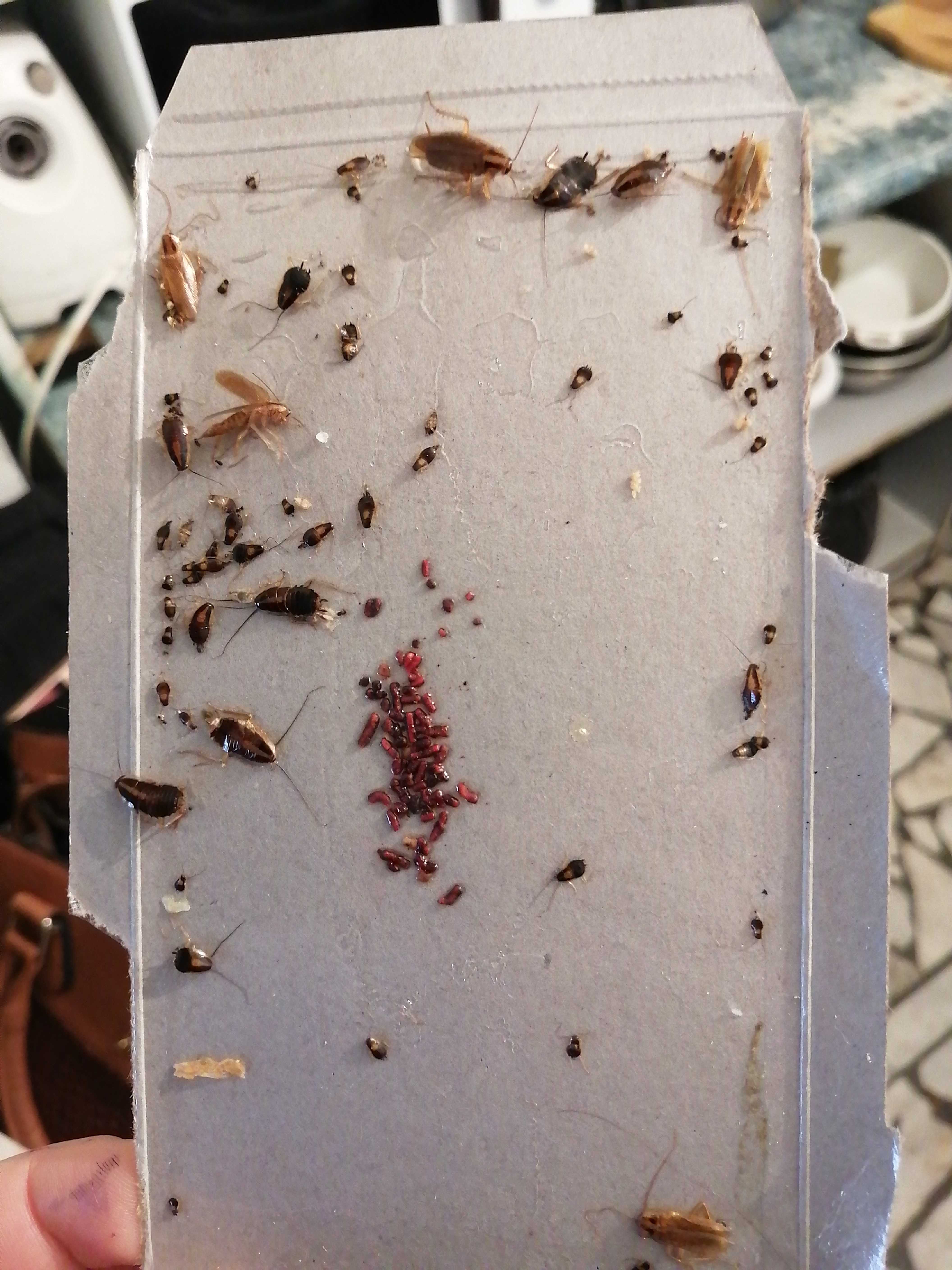 Фотография покупателя товара Клеевая ловушка от тараканов ARGUS домик с приманкой, мини, 1 шт - Фото 4