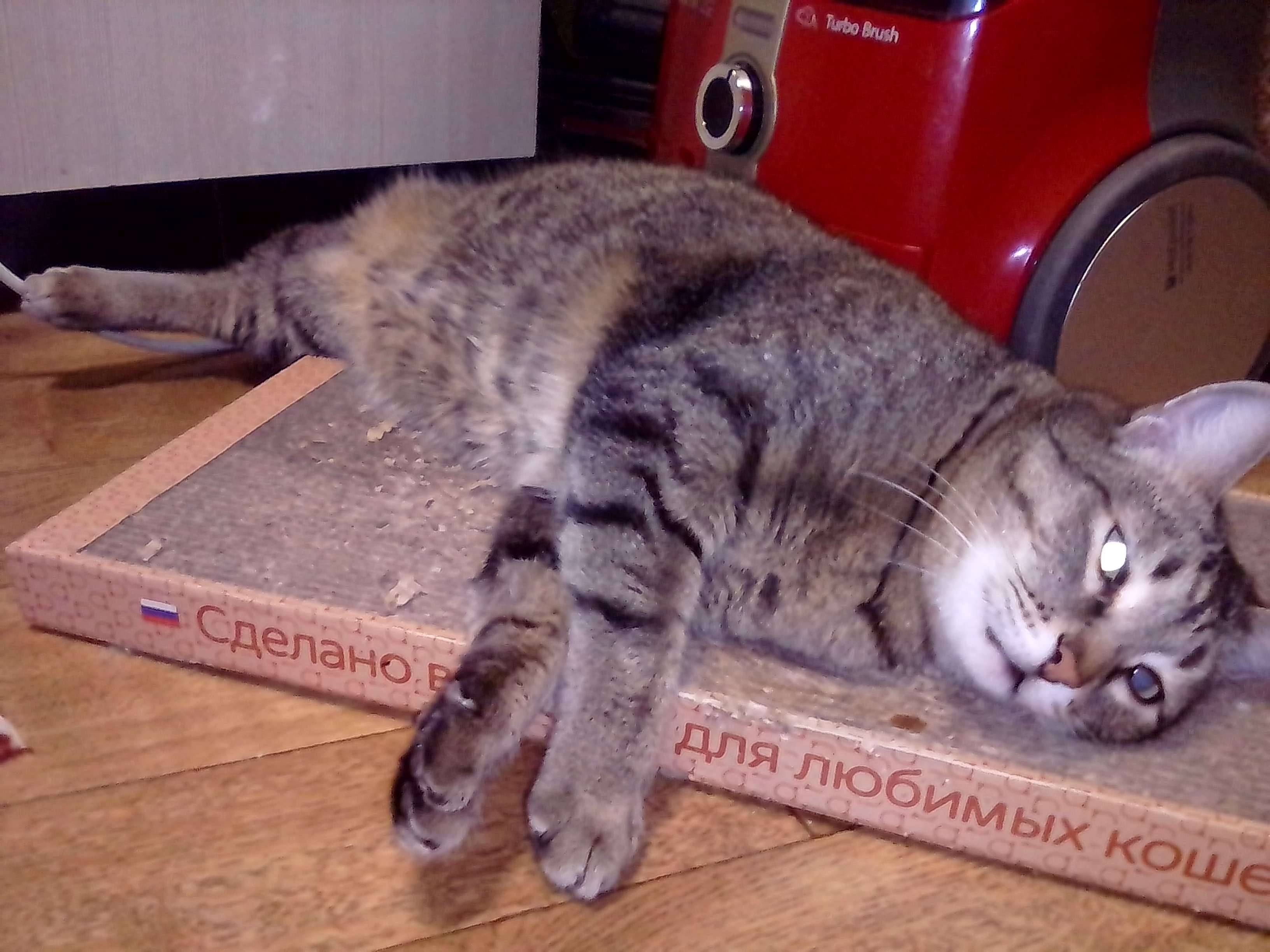 Фотография покупателя товара Домашняя когтеточка-лежанка для кошек, 50 x 24 см - Фото 17