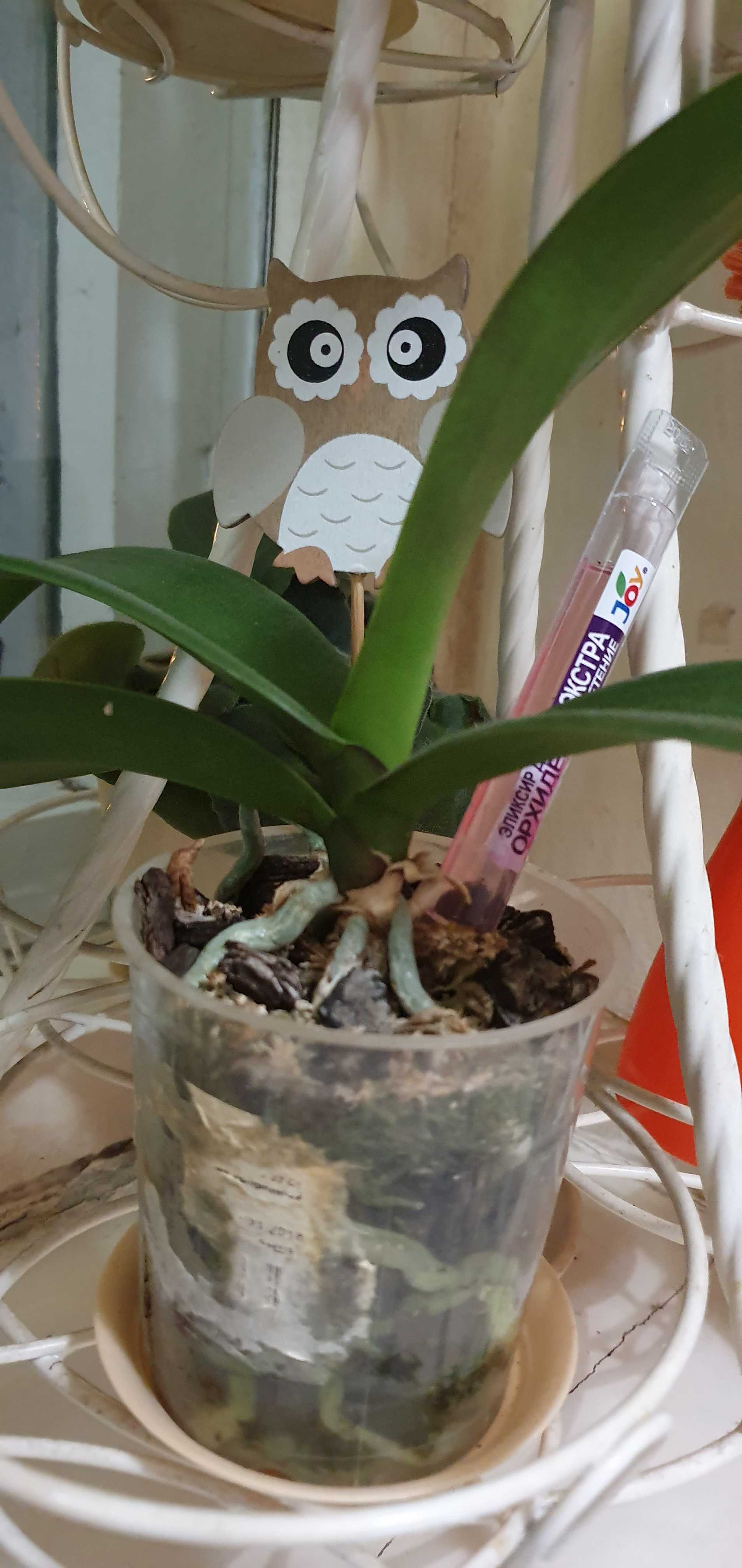 Фотография покупателя товара Эликсир для орхидей JOY  Экстра цветение ампула, 10 мл. х 2 шт - Фото 14