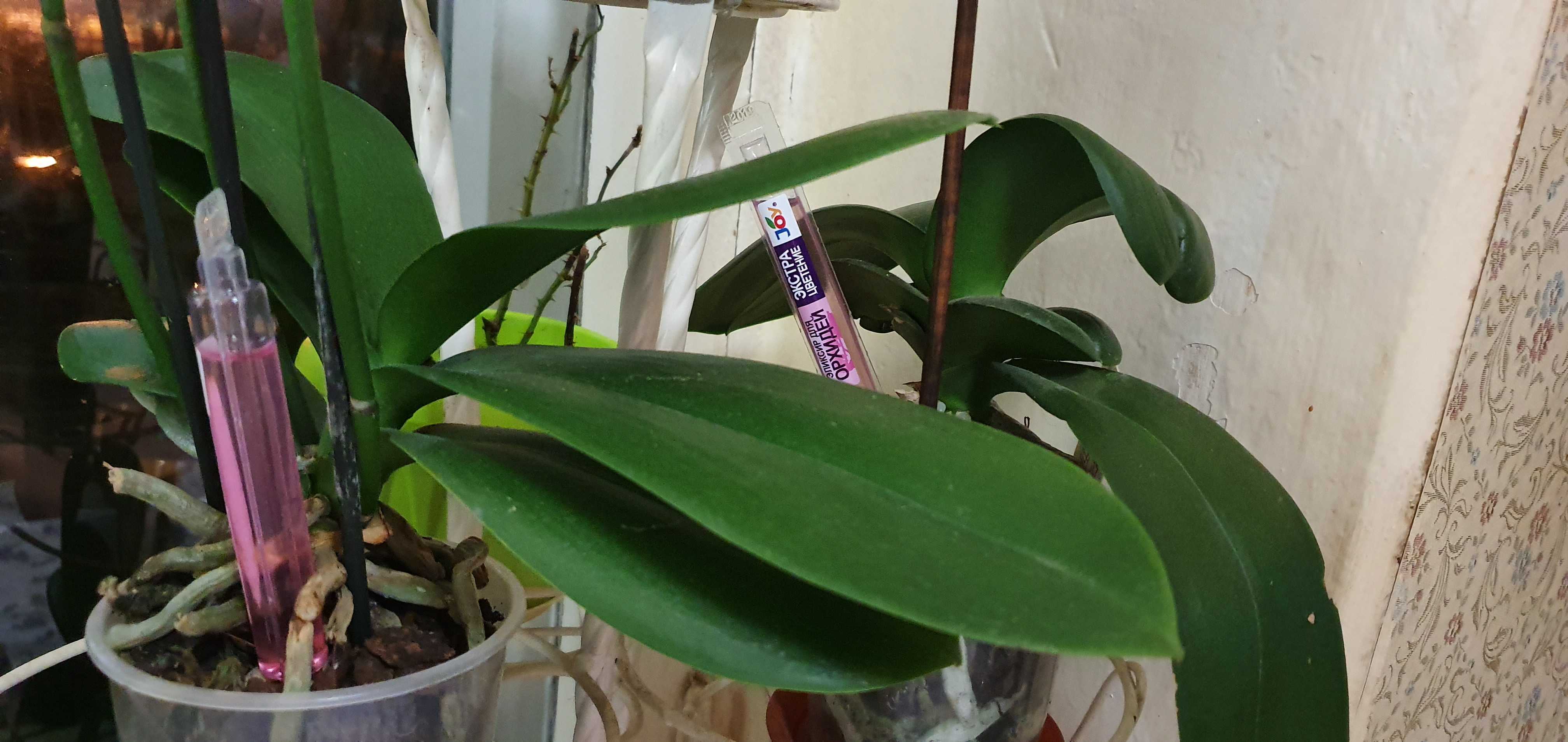 Фотография покупателя товара Эликсир для орхидей JOY  Экстра цветение ампула, 10 мл. х 2 шт - Фото 18