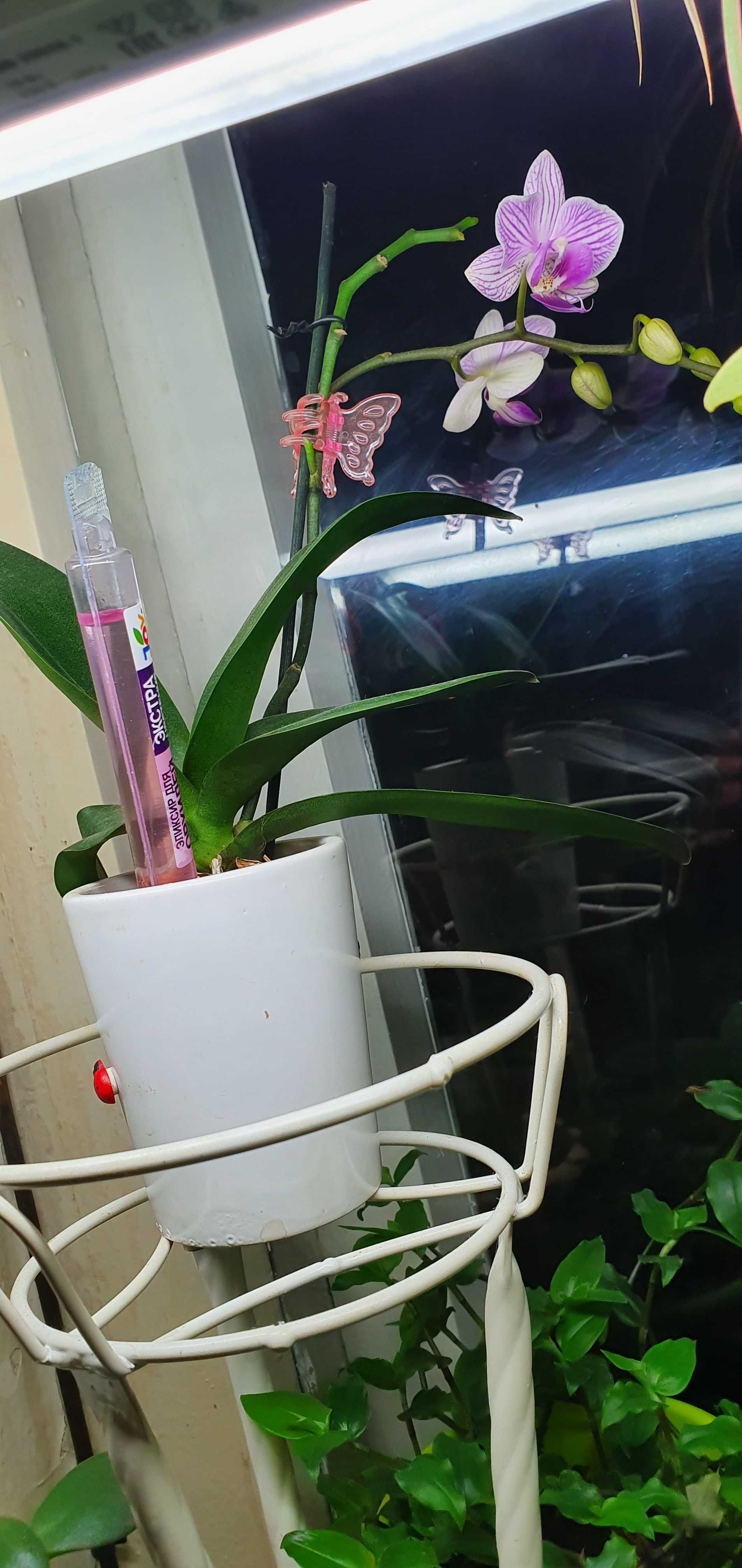 Фотография покупателя товара Эликсир для орхидей JOY  Экстра цветение ампула, 10 мл. х 2 шт - Фото 13