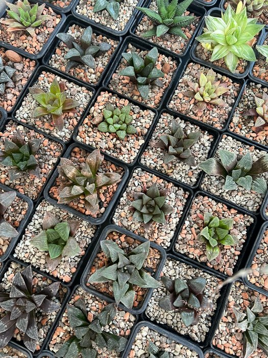 Фотография покупателя товара Горшок для рассады, 250 мл, 7×7×8 см, пластик, чёрный - Фото 9