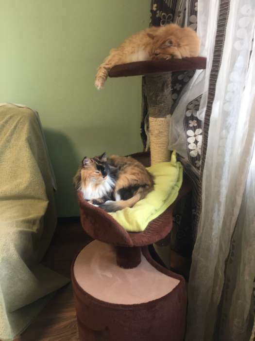 Фотография покупателя товара Комплекс для кошек с когтеточками Зооник, круглый дом, 82 х 43 х118 см, коричневый - Фото 1