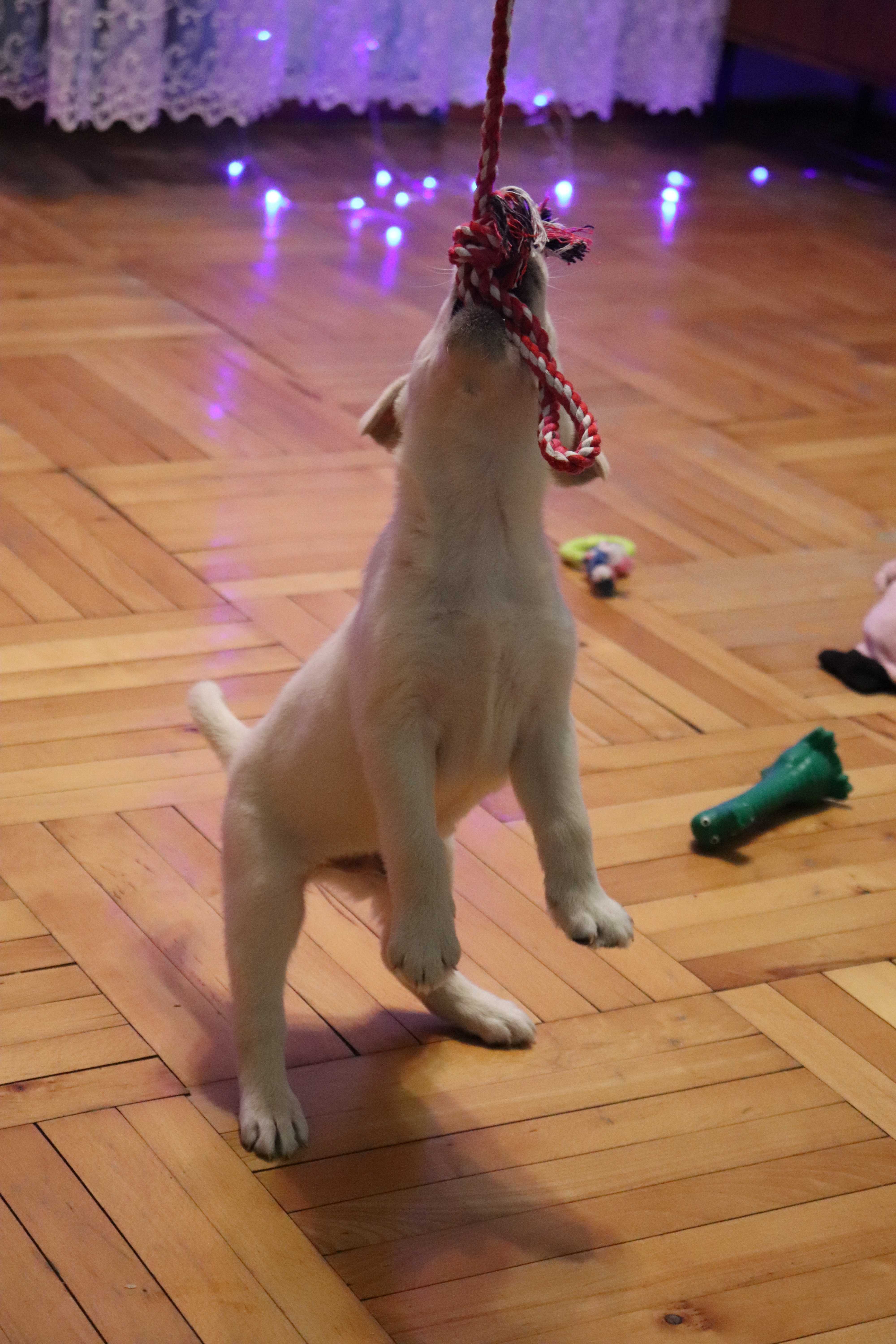 Фотография покупателя товара Игрушка-дразнилка для собак с мячиком, 95 г, до 54 см, микс цветов