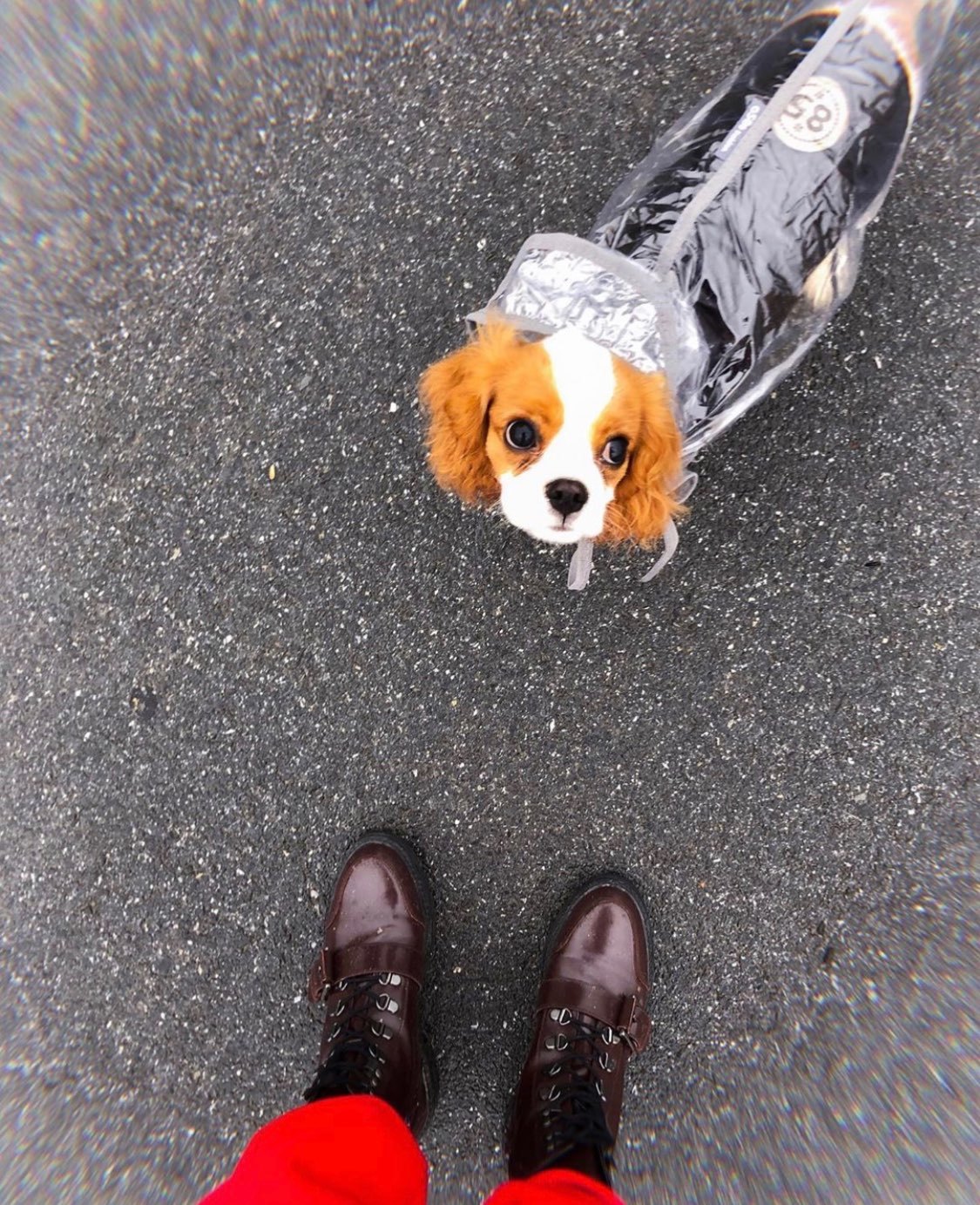 Фотография покупателя товара Дождевик с капюшоном для собак OSSO, р. 45 (ДС 45 см), прозрачный, окантовка микс цветов - Фото 2