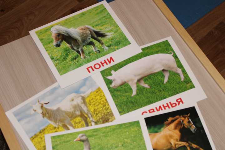 Фотография покупателя товара Обучающие карточки «Домашние животные» - Фото 1