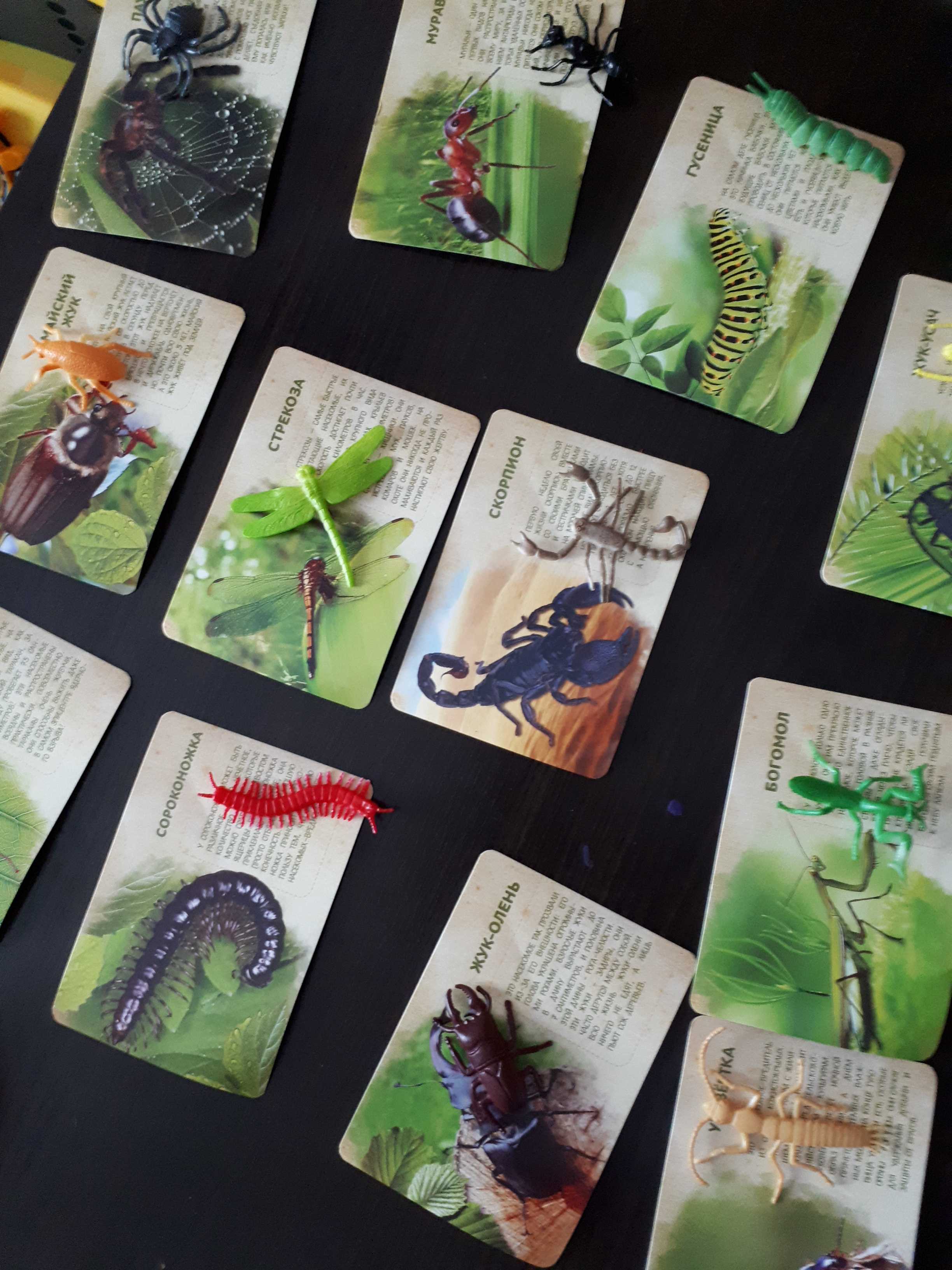 Фотография покупателя товара Набор животных с обучающими карточками «В мире насекомых», животные пластик, карточки, по методике Монтессори - Фото 3