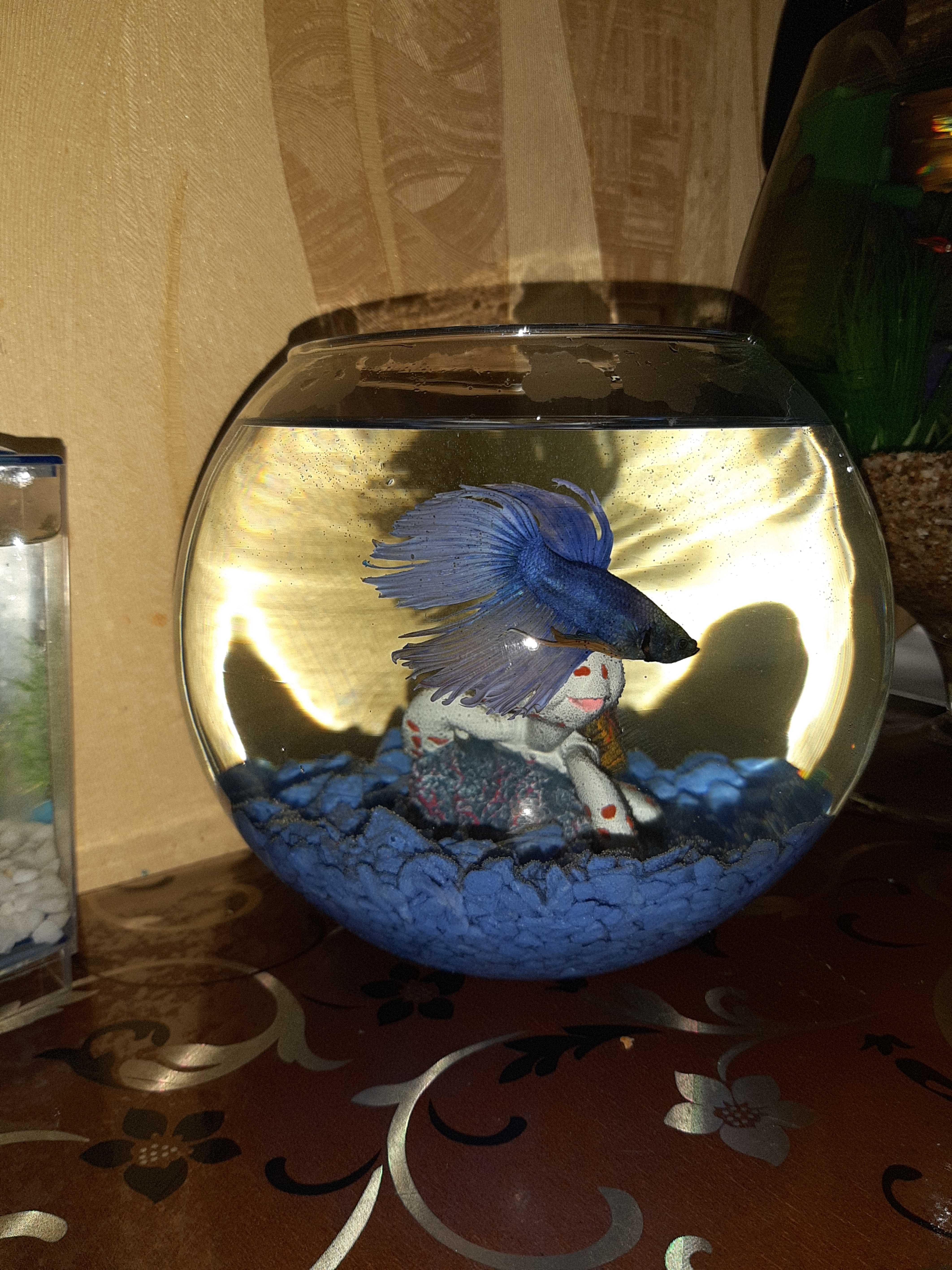 Фотография покупателя товара Грунт для аквариума "Мраморная крошка синяя блестящая" 5-10 мм, 3,5 кг - Фото 1