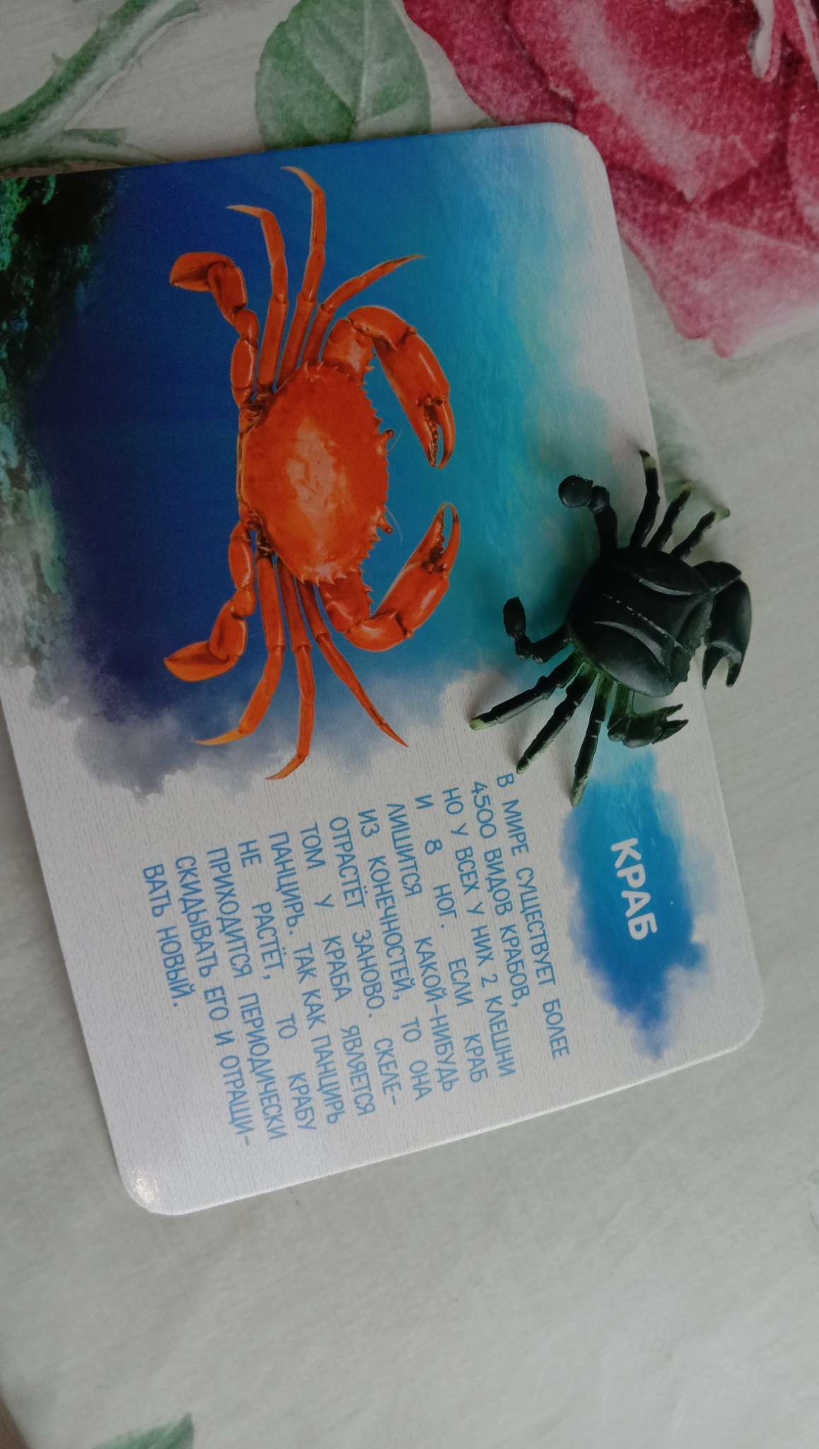 Фотография покупателя товара Набор фигурок животных для детей с обучающими карточками «Подводный мир», карточки, по методике Монтессори - Фото 7